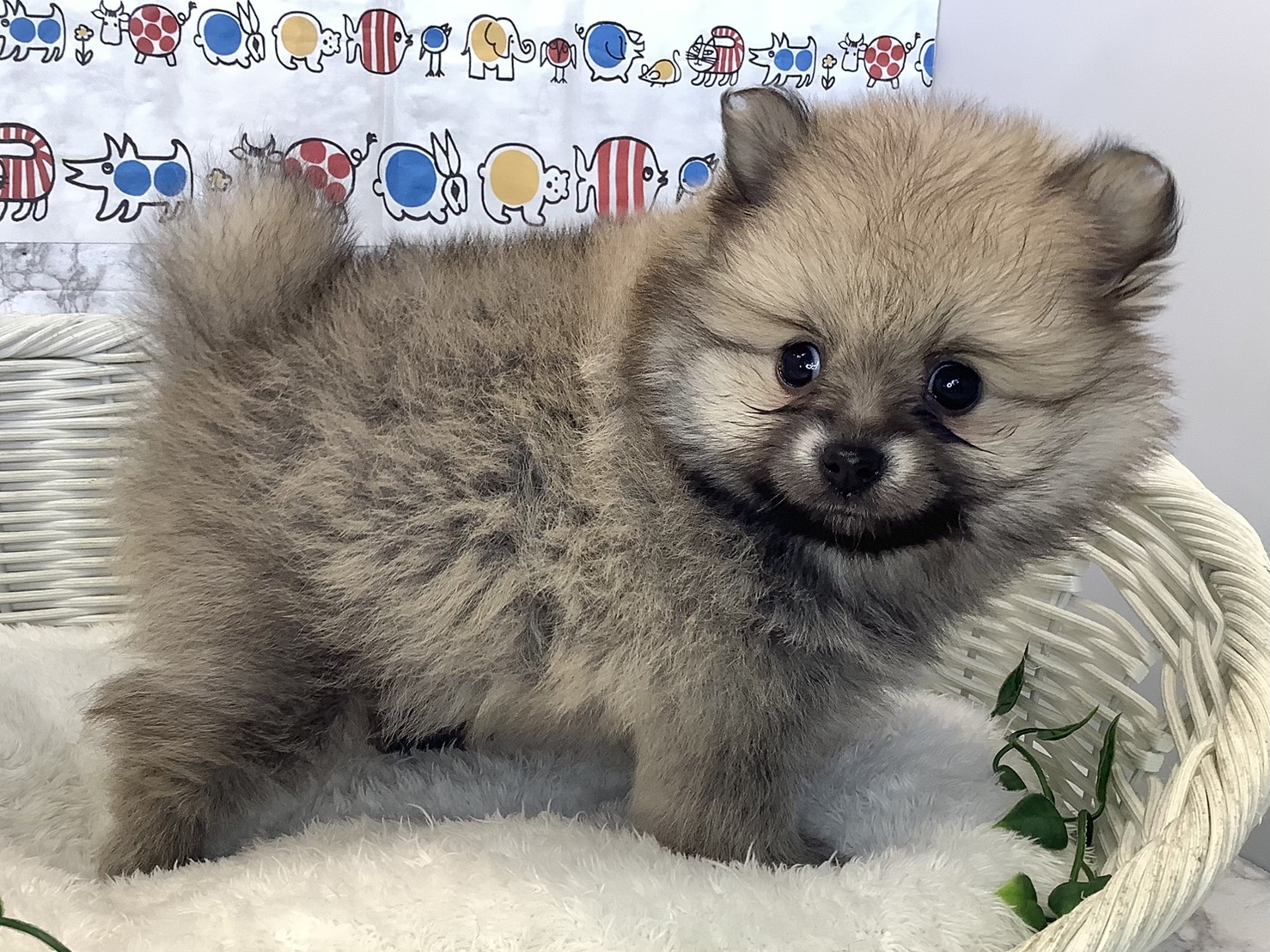 奈良県のポメラニアン (マルエスペット いかるが店/2025年8月31日生まれ/男の子/ウルフセーブル)の子犬の2枚目の画像