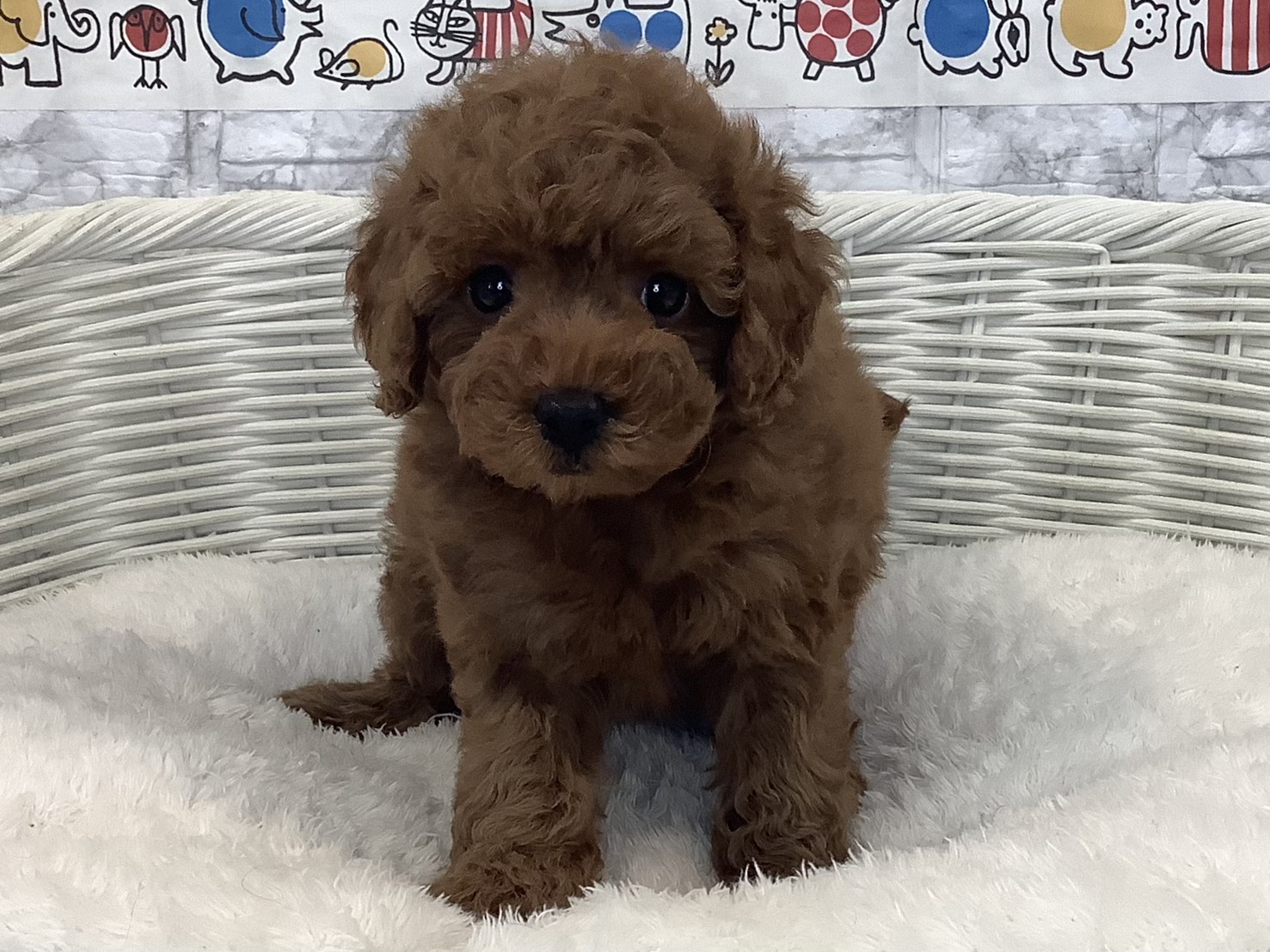 静岡県のトイプードル(トイ) (マルエスペットホームアシスト店/2025年8月30日生まれ/女の子/レッドフォーン)の子犬の1枚目の画像