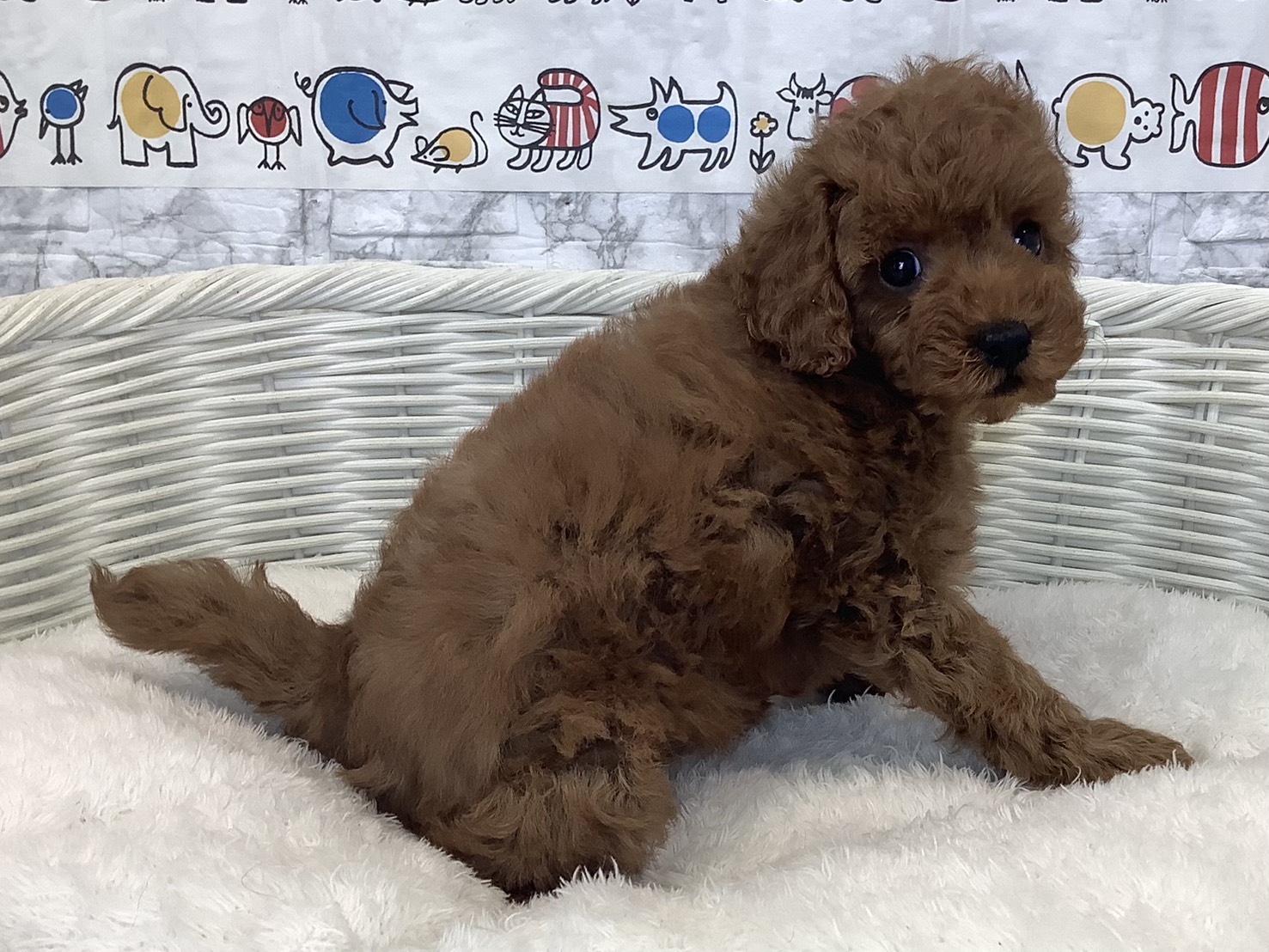 静岡県のトイプードル(トイ) (マルエスペットホームアシスト店/2025年8月30日生まれ/女の子/レッドフォーン)の子犬の2枚目の画像