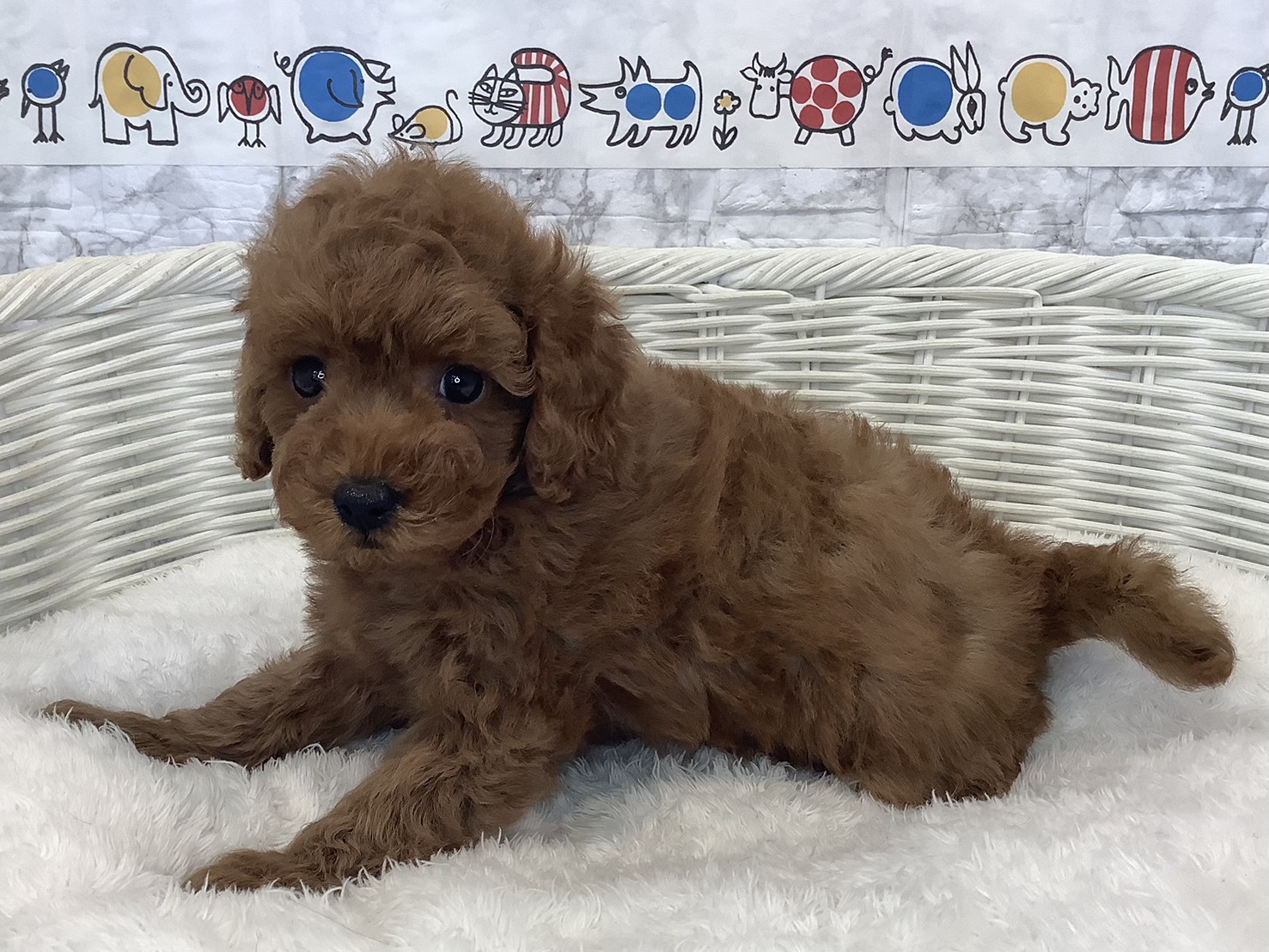 静岡県のトイプードル(トイ) (マルエスペットホームアシスト店/2025年8月30日生まれ/女の子/レッドフォーン)の子犬の3枚目の画像