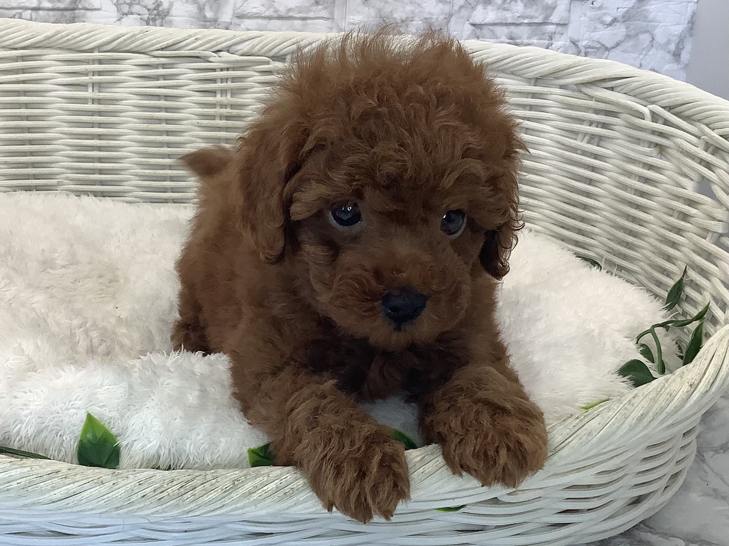 奈良県のトイプードル(トイ) (マルエスペット いかるが店/2025年8月30日生まれ/男の子/レッドフォーン)の子犬の1枚目の画像