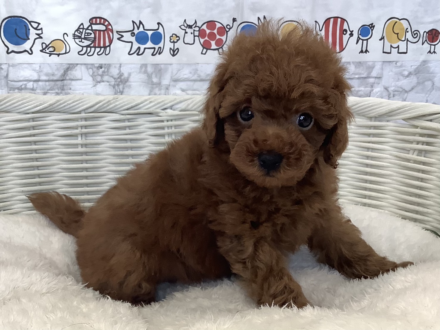 奈良県のトイプードル(トイ) (マルエスペット いかるが店/2025年8月30日生まれ/男の子/レッドフォーン)の子犬の2枚目の画像