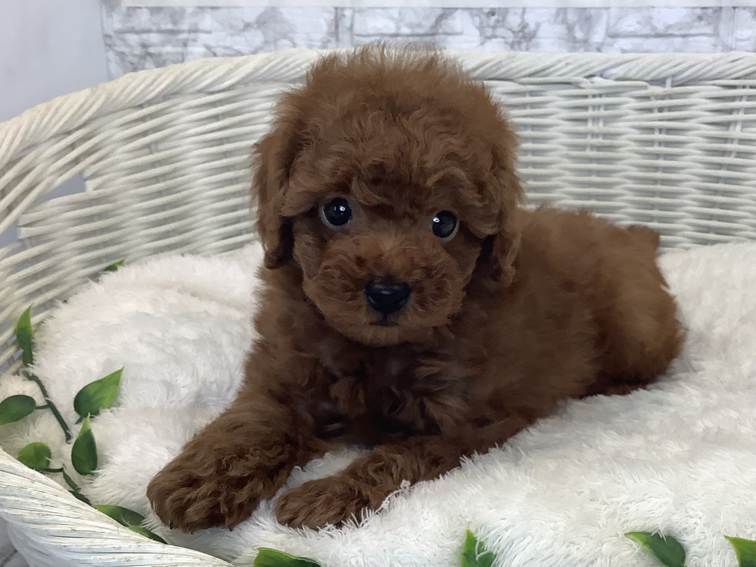 奈良県のトイプードル(トイ) (マルエスペット いかるが店/2025年8月30日生まれ/男の子/レッドフォーン)の子犬の3枚目の画像