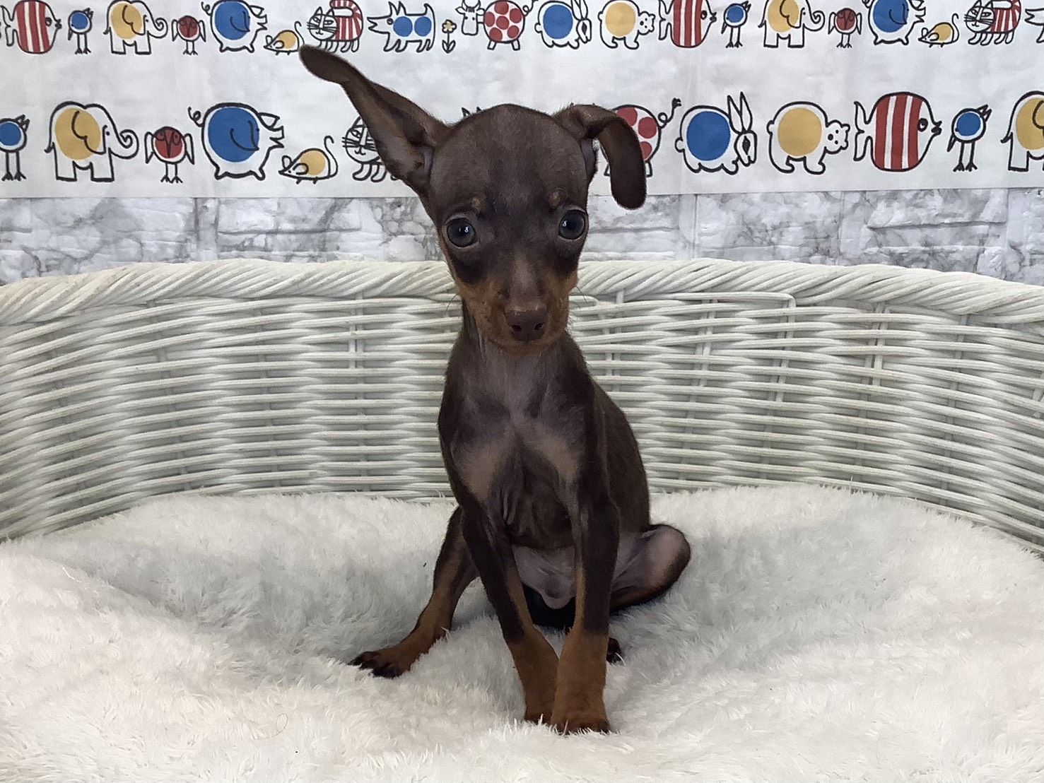 静岡県のミニチュアピンシャー (マルエスペット富士店/2025年8月27日生まれ/男の子/チョコレートタン)の子犬の1枚目の画像