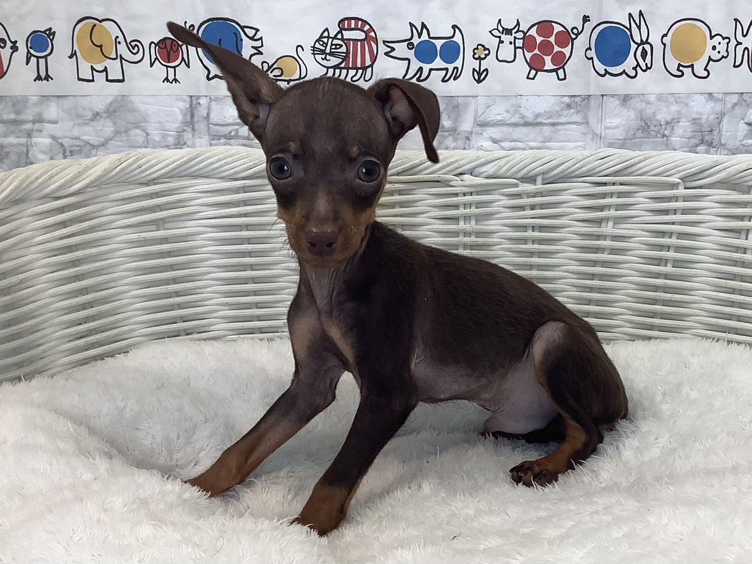 静岡県のミニチュアピンシャー (マルエスペット富士店/2025年8月27日生まれ/男の子/チョコレートタン)の子犬の3枚目の画像