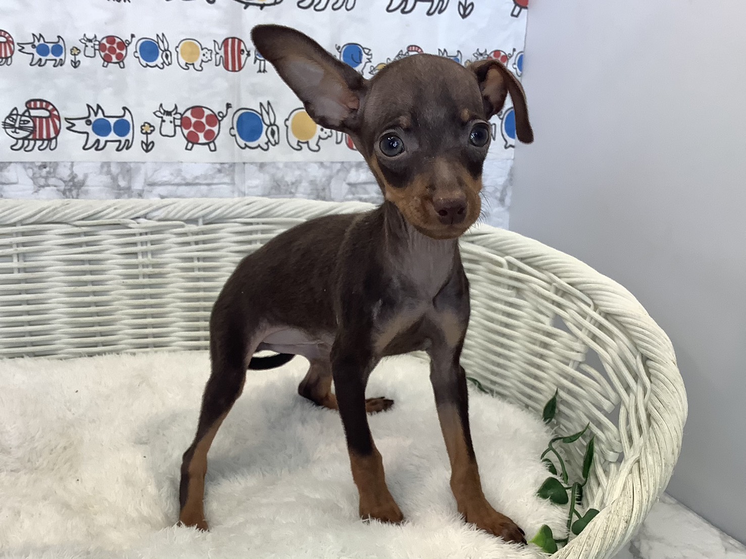 静岡県のミニチュアピンシャー (マルエスペット富士店/2025年8月27日生まれ/男の子/チョコレートタン)の子犬の2枚目の画像