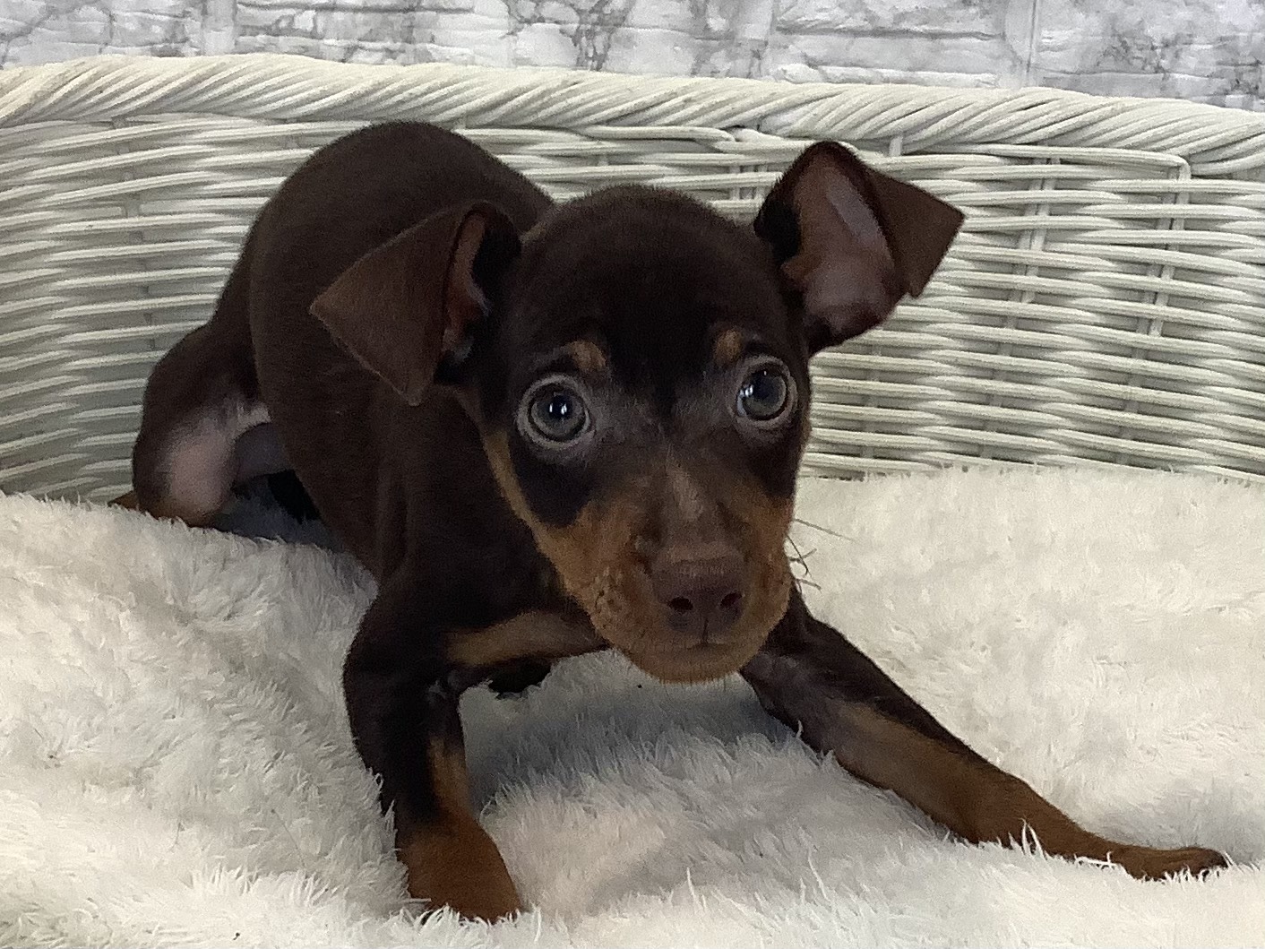 千葉県のミニチュアピンシャー (マルエスペット千鳥町店/2025年8月27日生まれ/男の子/チョコレートタン)の子犬の1枚目の画像