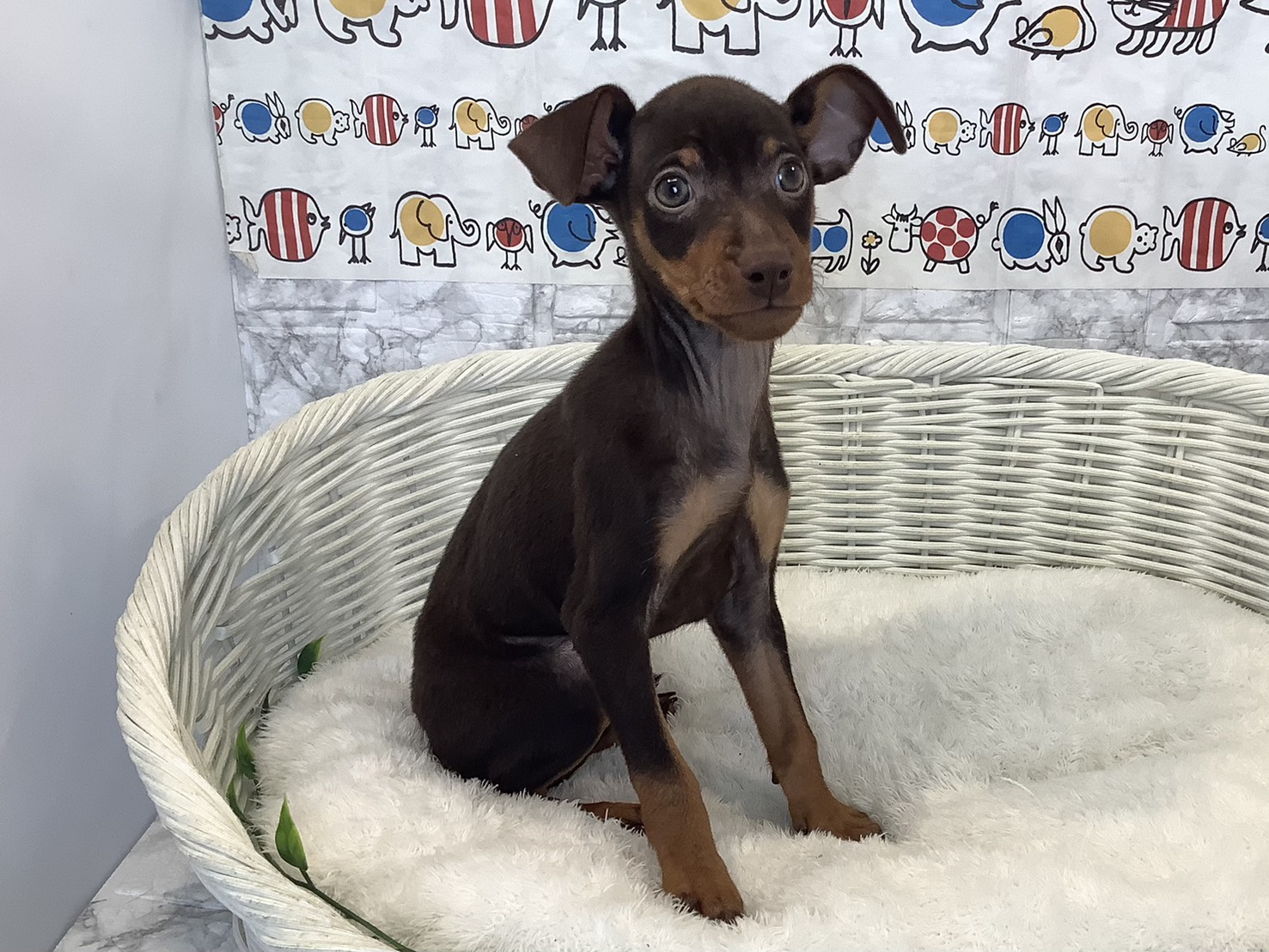 千葉県のミニチュアピンシャー (マルエスペット千鳥町店/2025年8月27日生まれ/男の子/チョコレートタン)の子犬の2枚目の画像