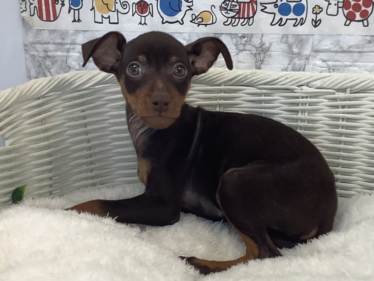 千葉県のミニチュアピンシャー (マルエスペット千鳥町店/2025年8月27日生まれ/男の子/チョコレートタン)の子犬の3枚目の画像