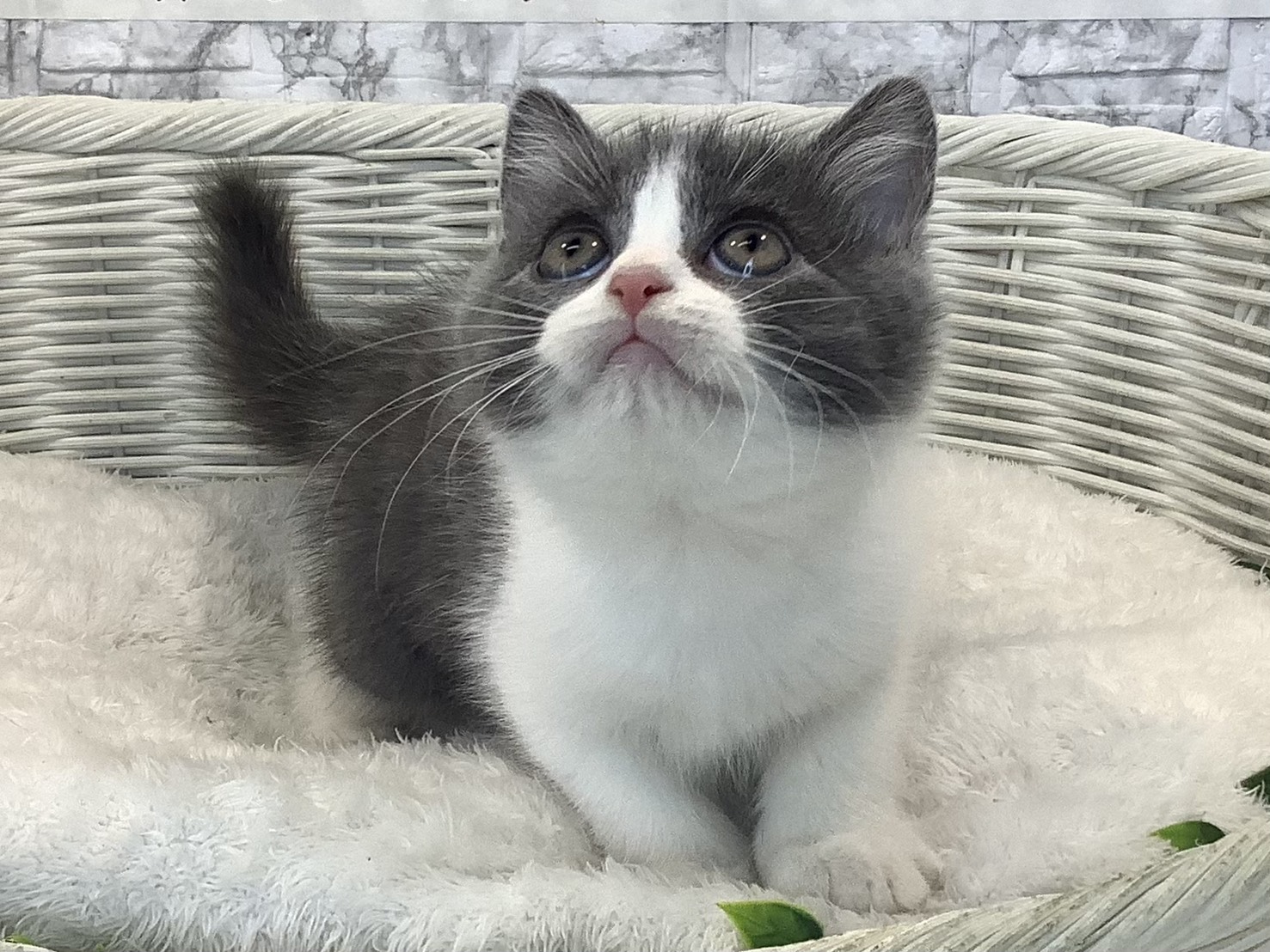 奈良県のブリティッシュショートヘアー (マルエスペット いかるが店/2025年8月29日生まれ/男の子/ブルーホワイト)の子猫の1枚目の画像