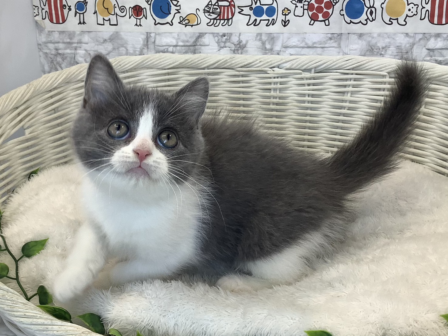 奈良県のブリティッシュショートヘアー (マルエスペット いかるが店/2025年8月29日生まれ/男の子/ブルーホワイト)の子猫の3枚目の画像
