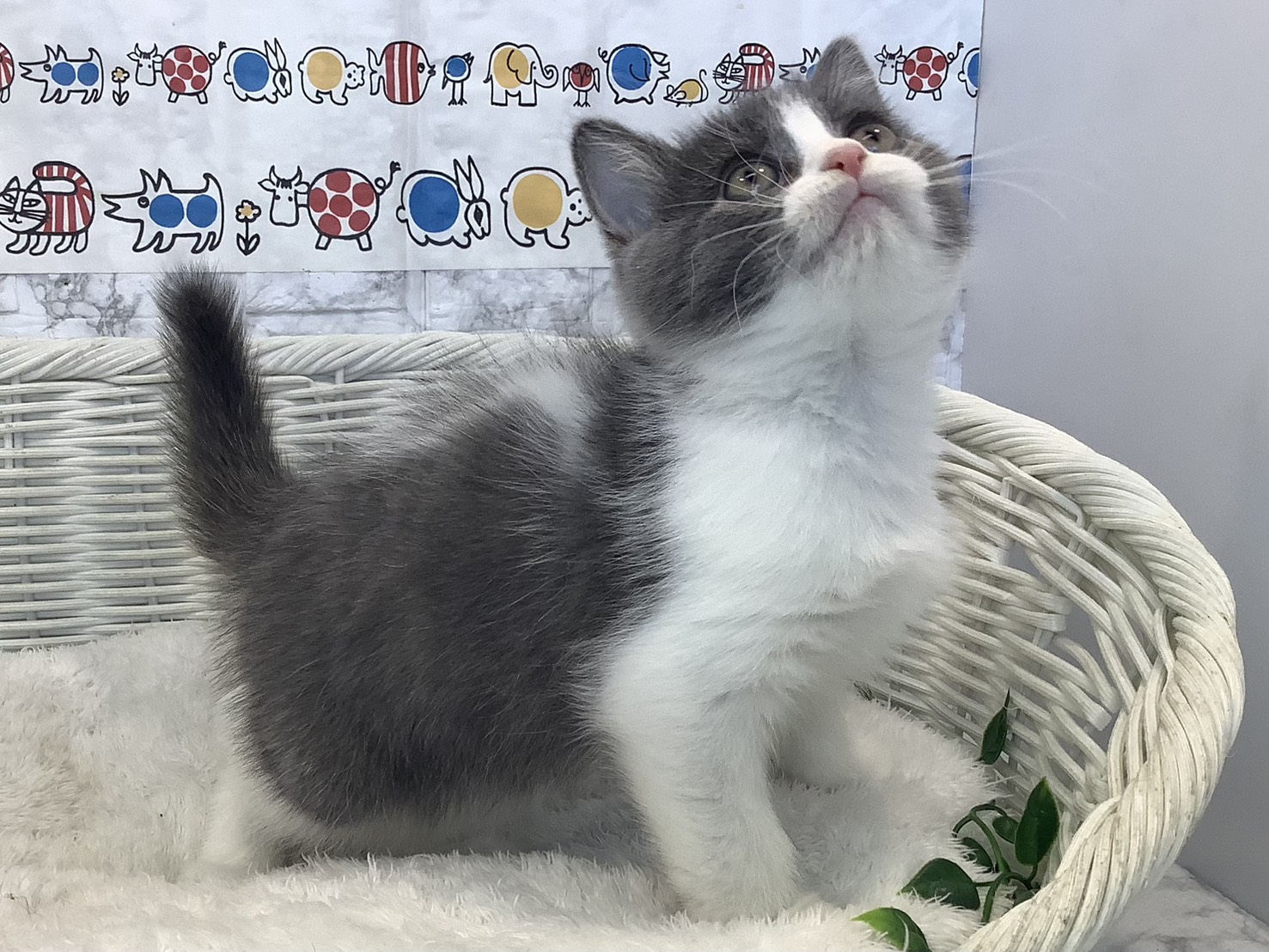奈良県のブリティッシュショートヘアー (マルエスペット いかるが店/2025年8月29日生まれ/男の子/ブルーホワイト)の子猫の2枚目の画像