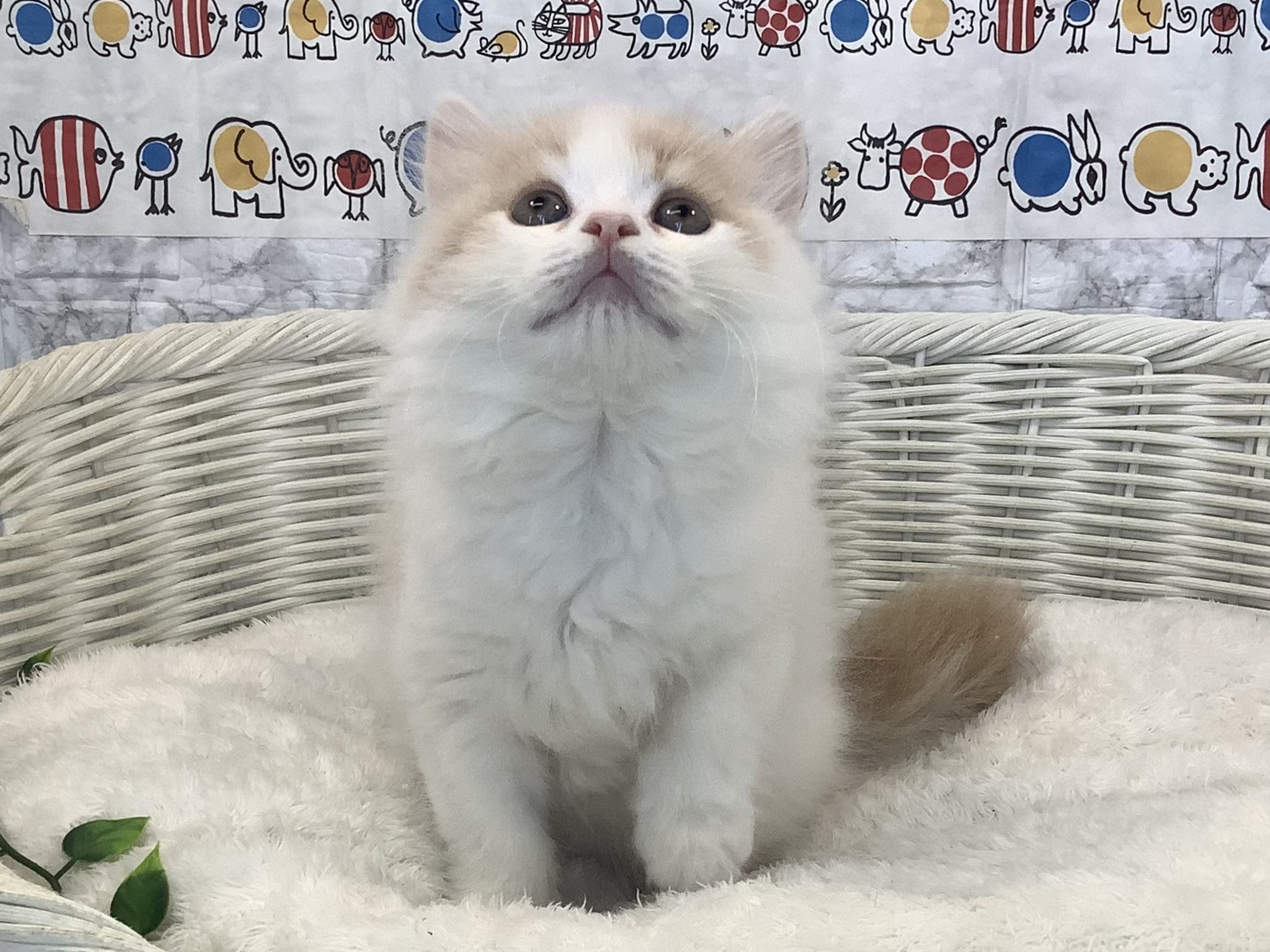 静岡県のスコティッシュフォールド (マルエスペット富士店/2025年8月30日生まれ/男の子/クリームタビーホワイト)の子猫の1枚目の画像