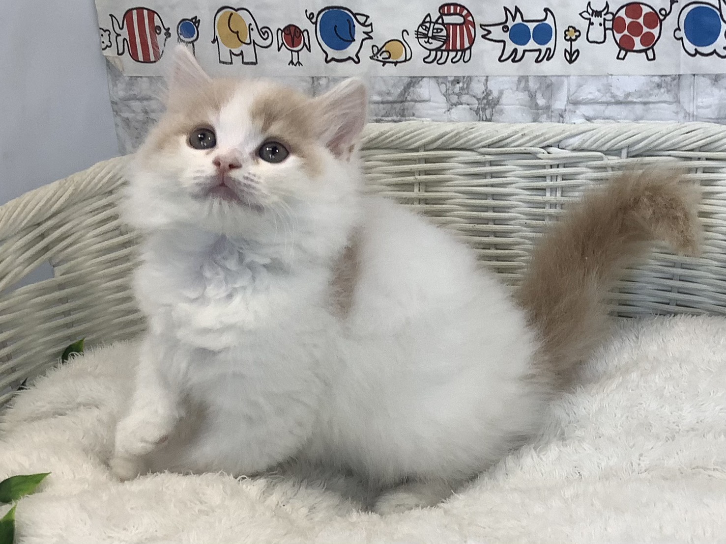 静岡県のスコティッシュフォールド (マルエスペット富士店/2025年8月30日生まれ/男の子/クリームタビーホワイト)の子猫の3枚目の画像