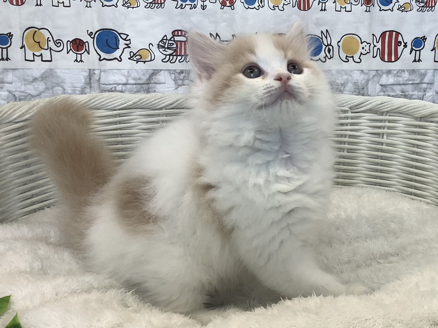 静岡県のスコティッシュフォールド (マルエスペット富士店/2025年8月30日生まれ/男の子/クリームタビーホワイト)の子猫の2枚目の画像