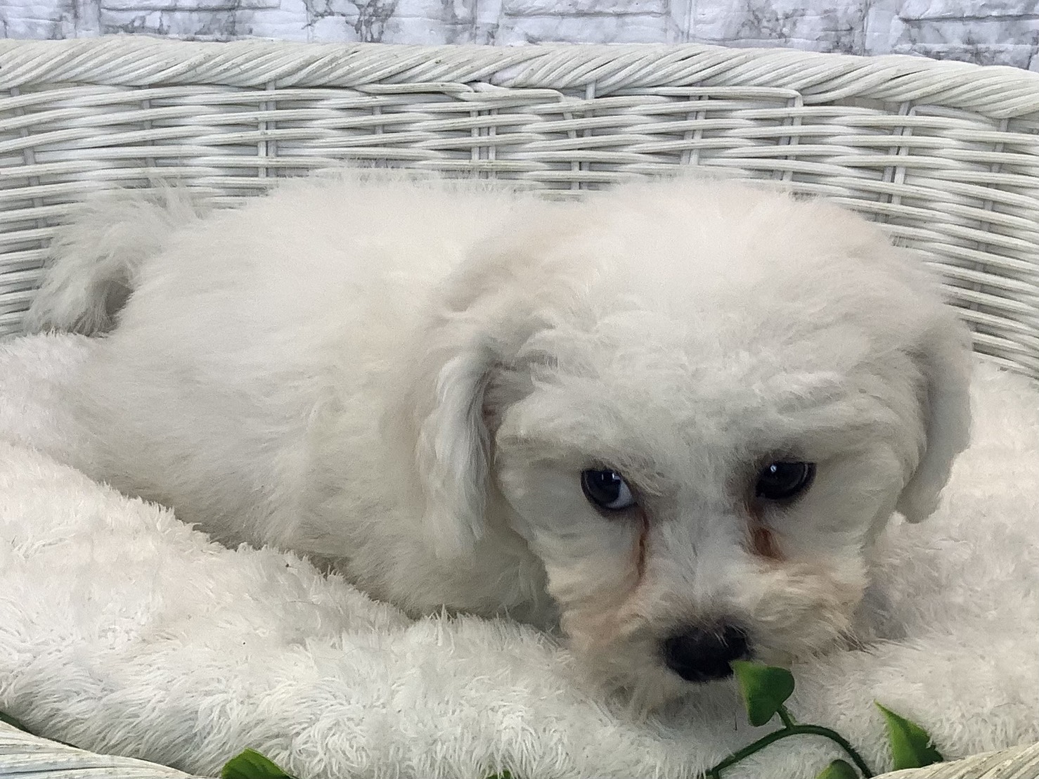 愛知県のビションフリーゼ (ペッツワン岡崎美合店/2025年8月27日生まれ/男の子/ホワイト)の子犬の2枚目の画像