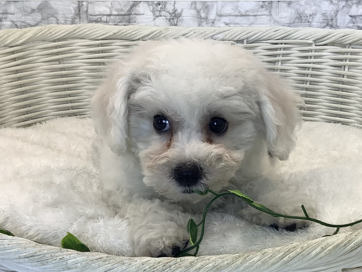 愛知県のビションフリーゼ (ペッツワン岡崎美合店/2025年8月27日生まれ/男の子/ホワイト)の子犬の1枚目の画像