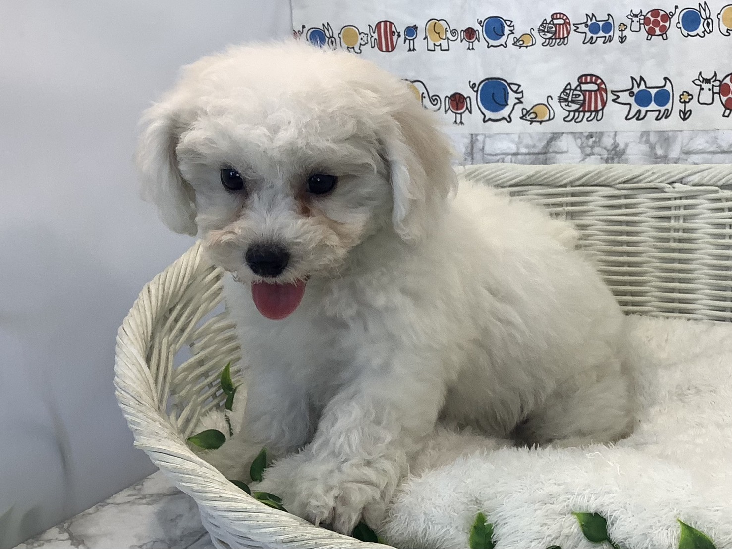 愛知県のビションフリーゼ (ペッツワン岡崎美合店/2025年8月27日生まれ/男の子/ホワイト)の子犬の3枚目の画像