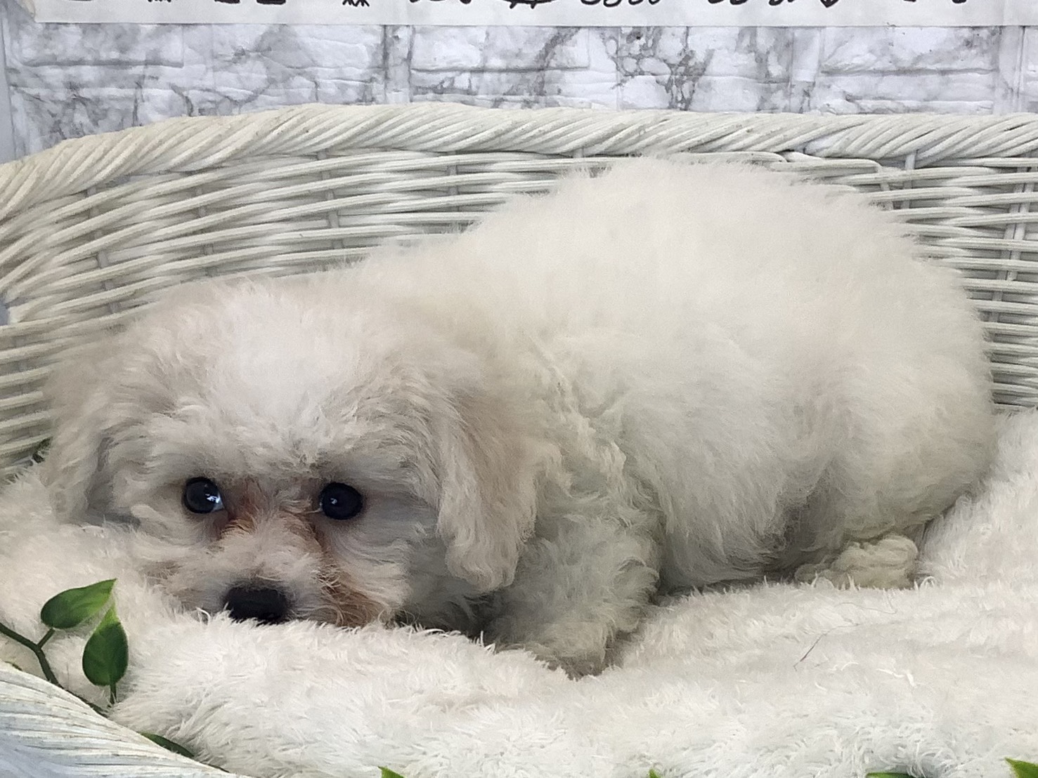 静岡県のビションフリーゼ (マルエスペットホームアシスト店/2025年8月27日生まれ/男の子/ホワイト)の子犬の3枚目の画像