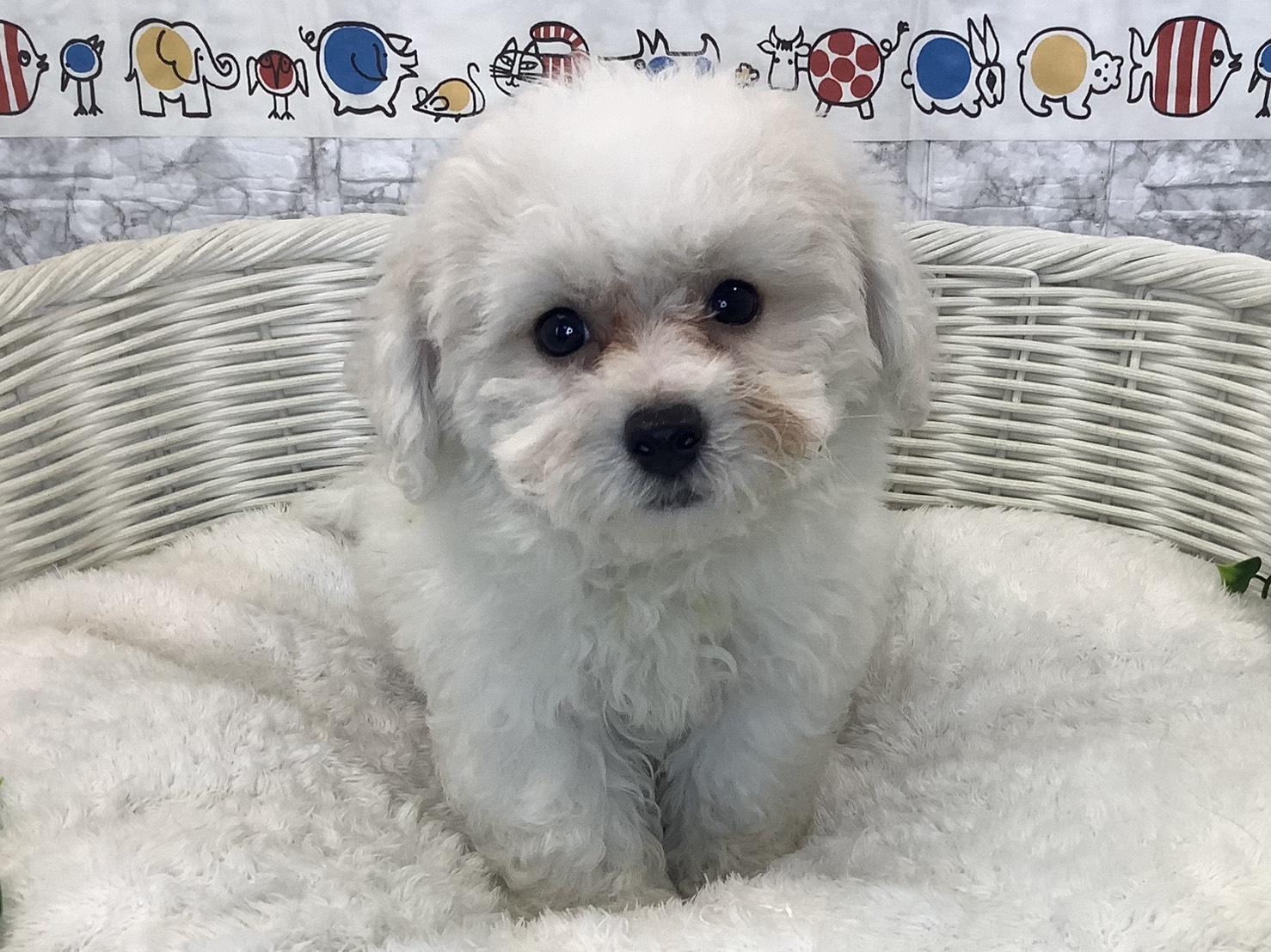 静岡県のビションフリーゼ (マルエスペットホームアシスト店/2025年8月27日生まれ/男の子/ホワイト)の子犬の1枚目の画像