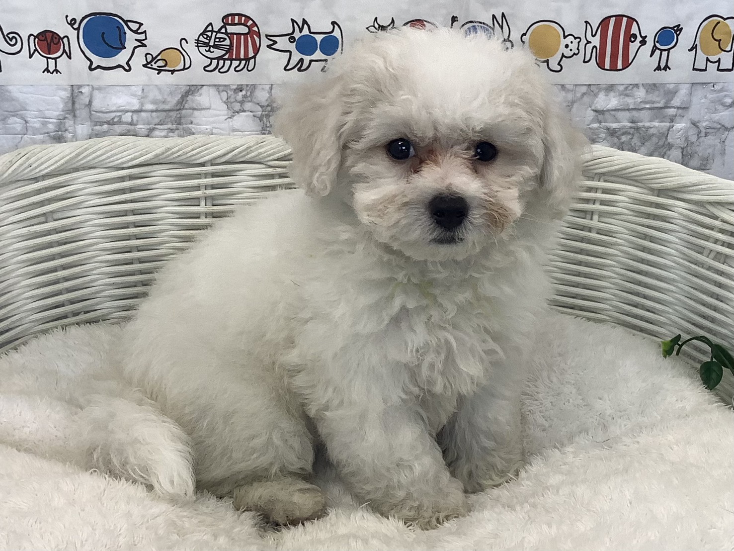 静岡県のビションフリーゼ (マルエスペットホームアシスト店/2025年8月27日生まれ/男の子/ホワイト)の子犬の2枚目の画像