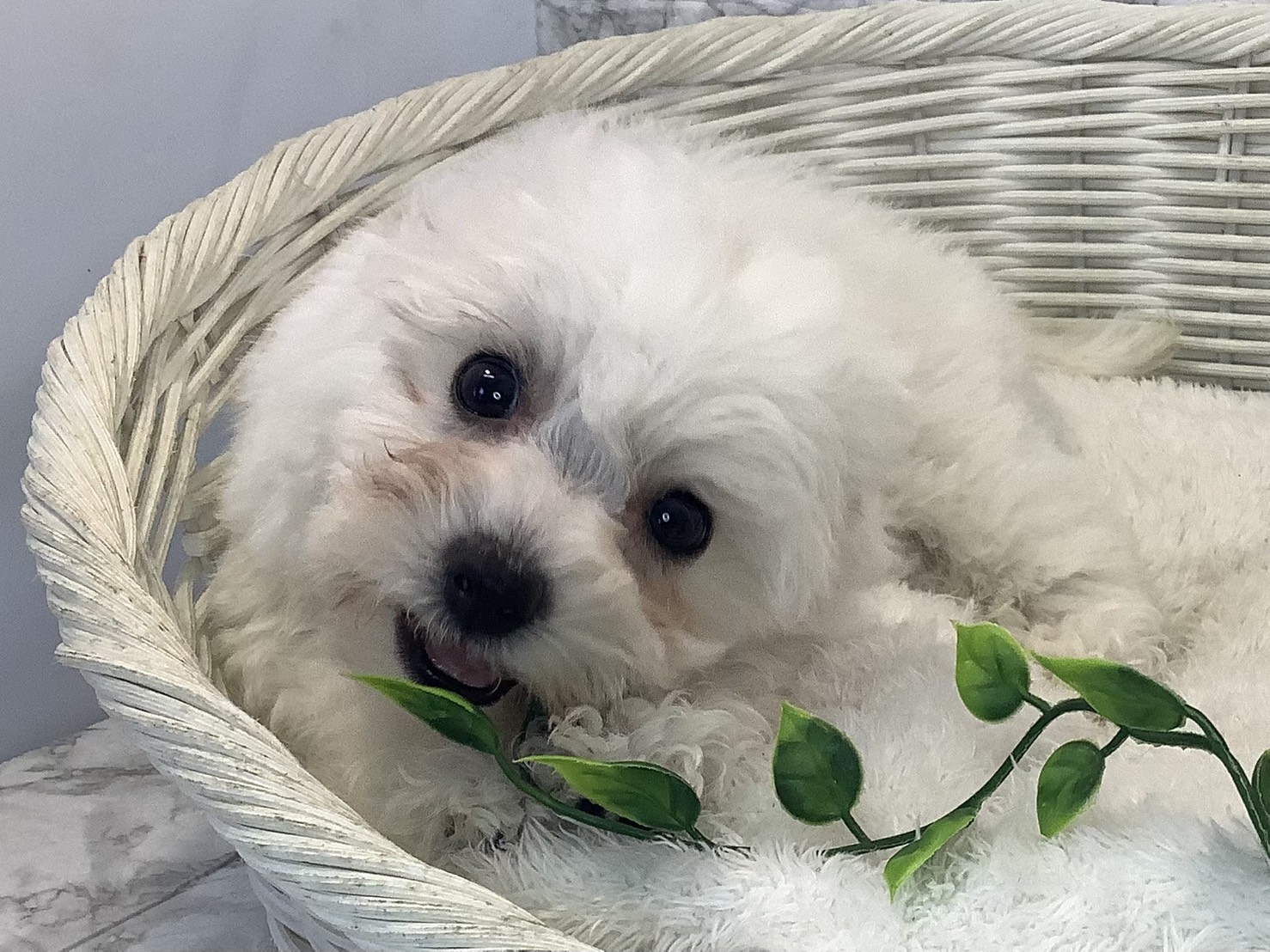 奈良県のビションフリーゼ (マルエスペット 奈良店/2025年8月25日生まれ/男の子/ホワイト)の子犬の3枚目の画像