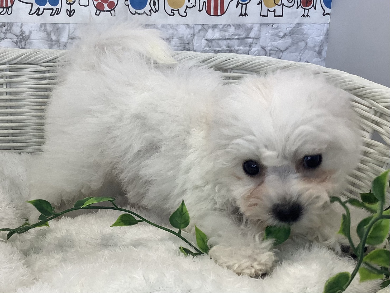 奈良県のビションフリーゼ (マルエスペット 奈良店/2025年8月25日生まれ/男の子/ホワイト)の子犬の2枚目の画像