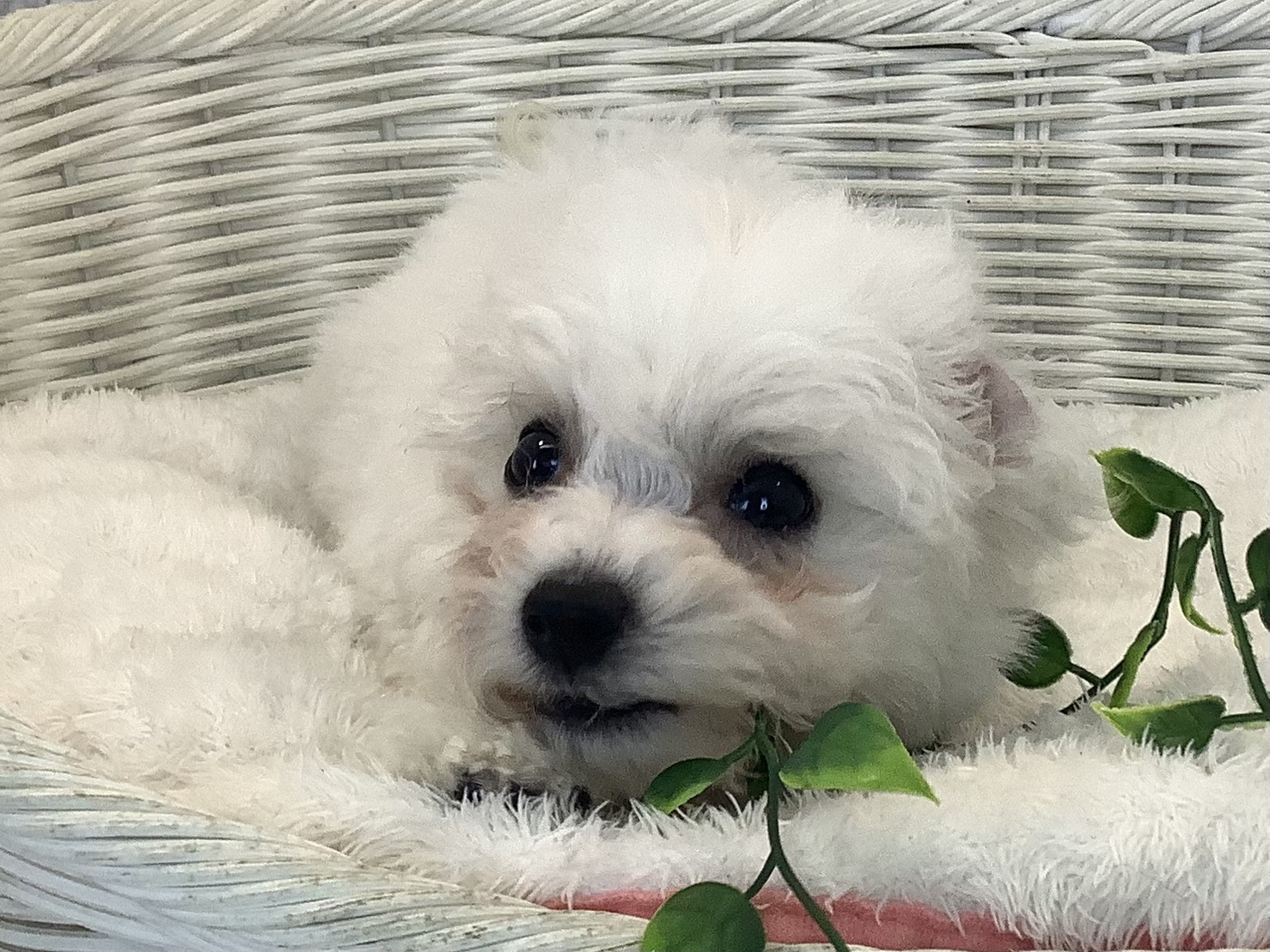 奈良県のビションフリーゼ (マルエスペット 奈良店/2025年8月25日生まれ/男の子/ホワイト)の子犬の1枚目の画像