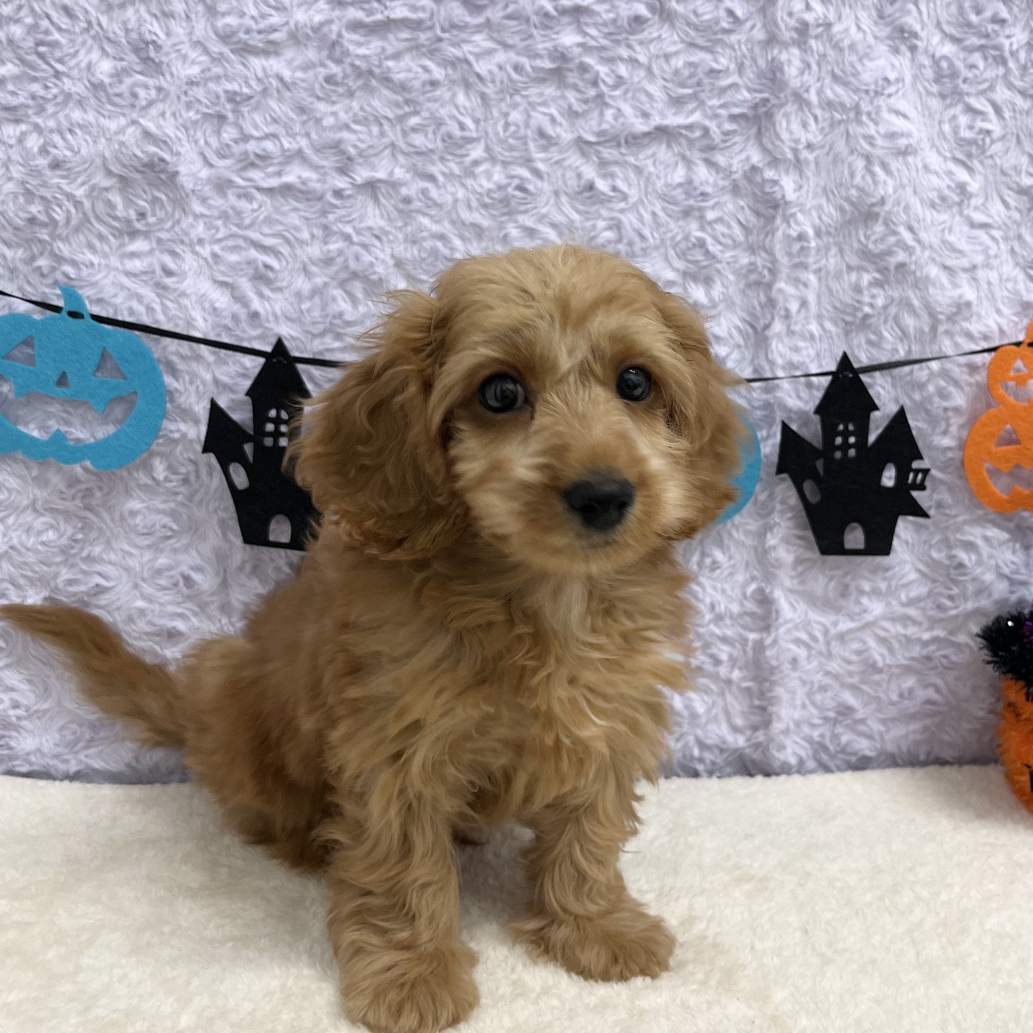 愛知県のハーフ犬・ミックス犬 (ペッツワン稲沢ハーモニーランド店/2025年8月3日生まれ/男の子/レッド)の子犬の1枚目の画像