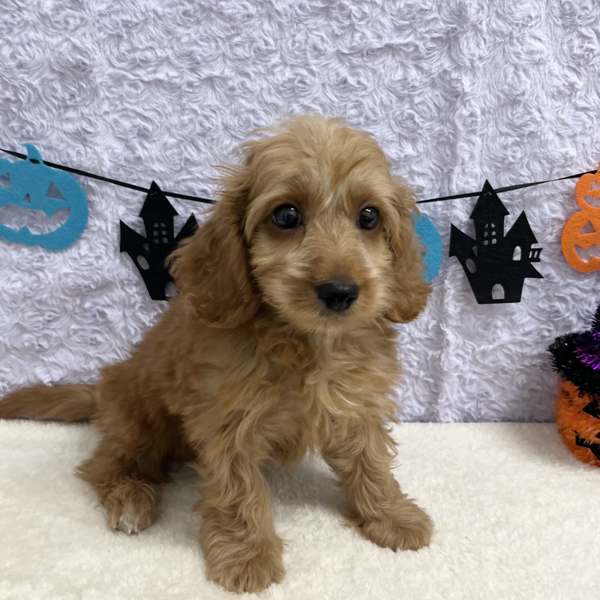 愛知県のハーフ犬・ミックス犬 (ペッツワン稲沢ハーモニーランド店/2025年8月3日生まれ/男の子/レッド)の子犬の2枚目の画像