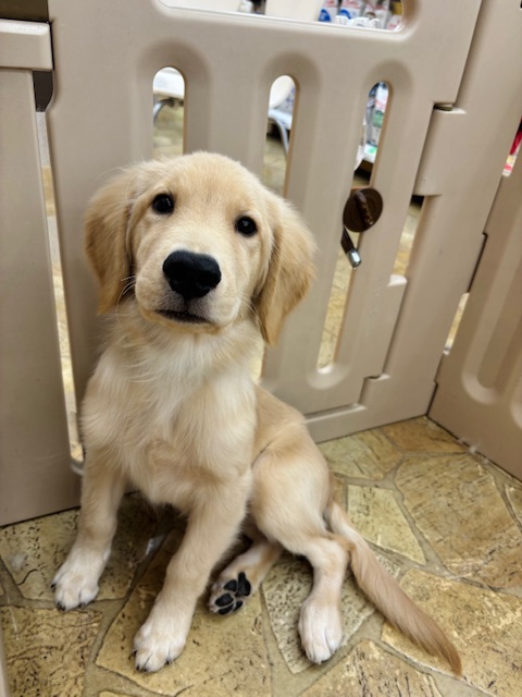 奈良県のゴールデンレトリバー (マルエスペット はんな店/2025年6月9日生まれ/男の子/ゴールデン)の子犬の4枚目の画像