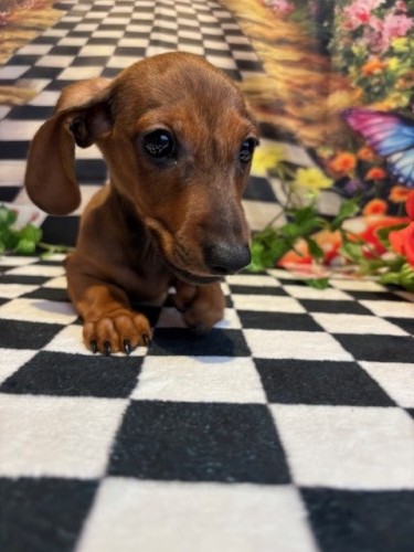 奈良県のミニチュアダックスフンド(スムース) (マルエスペット はんな店/2025年8月3日生まれ/男の子/レッド)の子犬の4枚目の画像