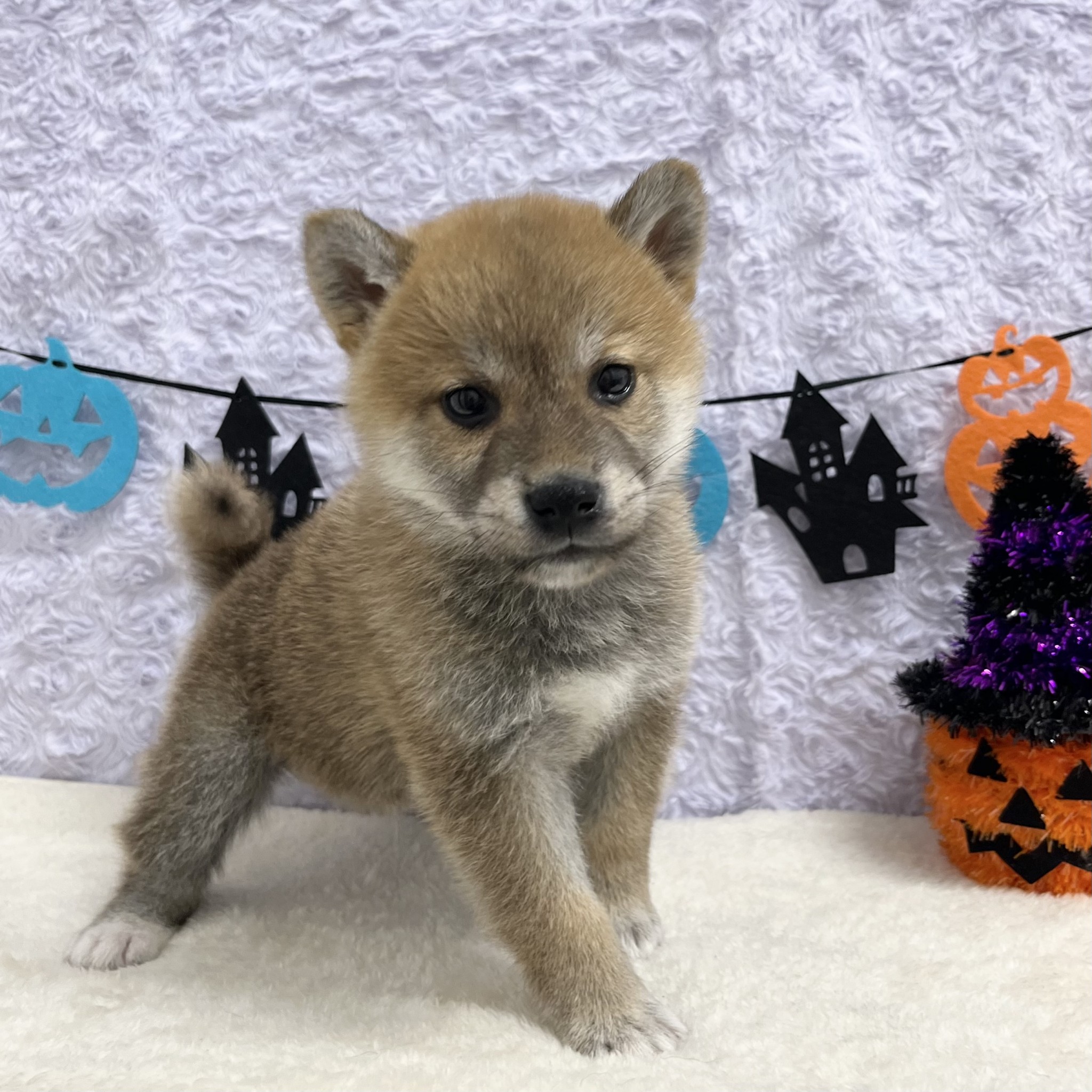 愛知県の柴犬(標準サイズ) (ペッツワン稲沢ハーモニーランド店/2025年8月3日生まれ/男の子/赤)の子犬の1枚目の画像