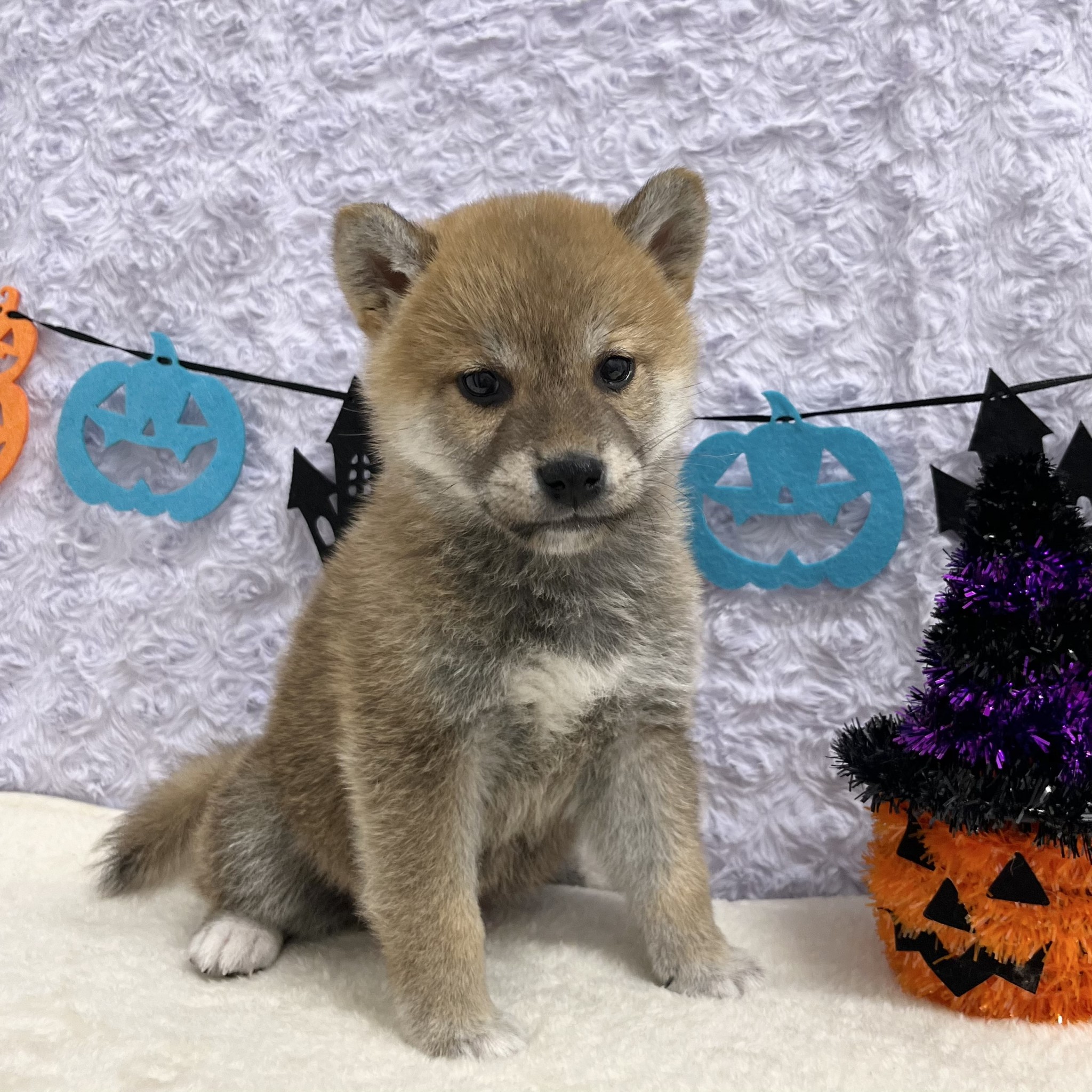 愛知県の柴犬(標準サイズ) (ペッツワン稲沢ハーモニーランド店/2025年8月3日生まれ/男の子/赤)の子犬の2枚目の画像