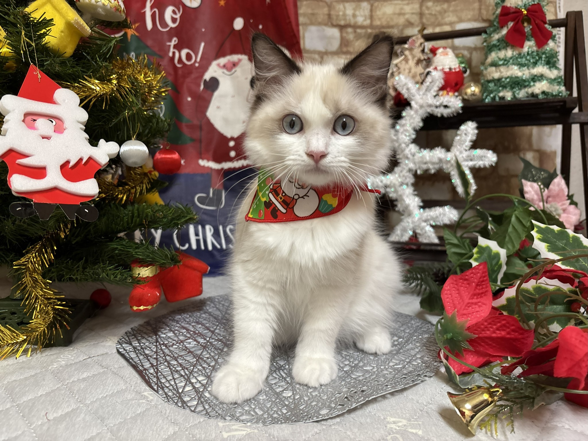 静岡県のラグドール (マルエスペット富士店/2025年7月29日生まれ/女の子/シールポイントバイカラー)の子猫の4枚目の画像