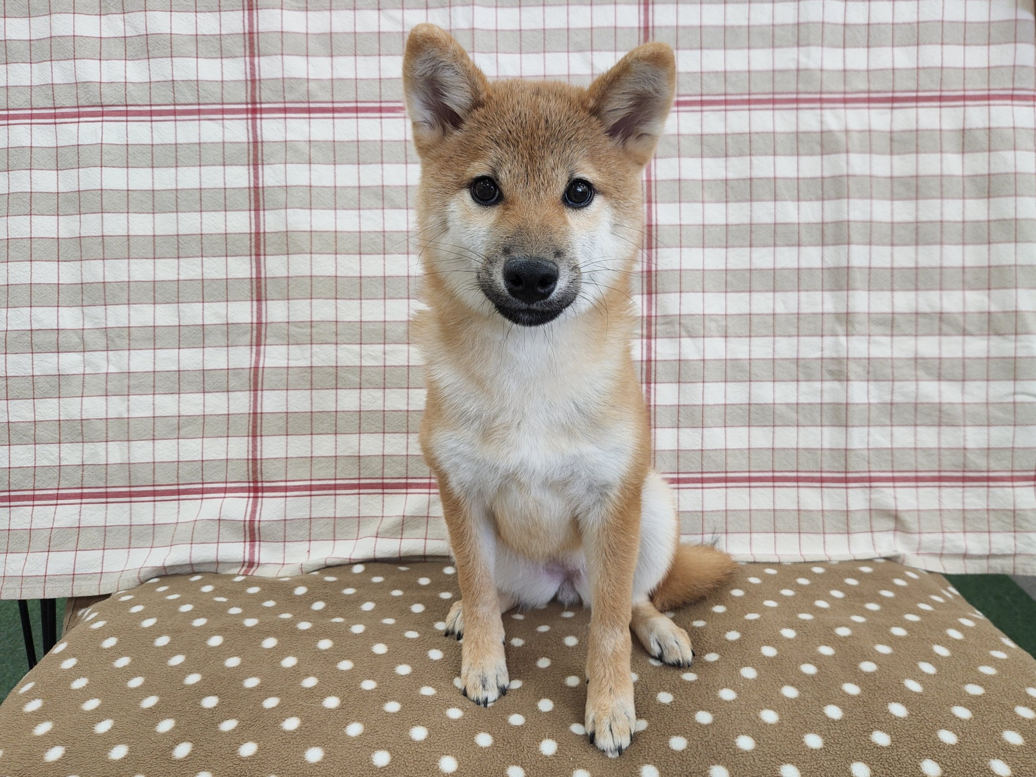 奈良県の柴犬(標準サイズ) (マルエスペット いかるが店/2025年5月18日生まれ/女の子/赤)の子犬の4枚目の画像