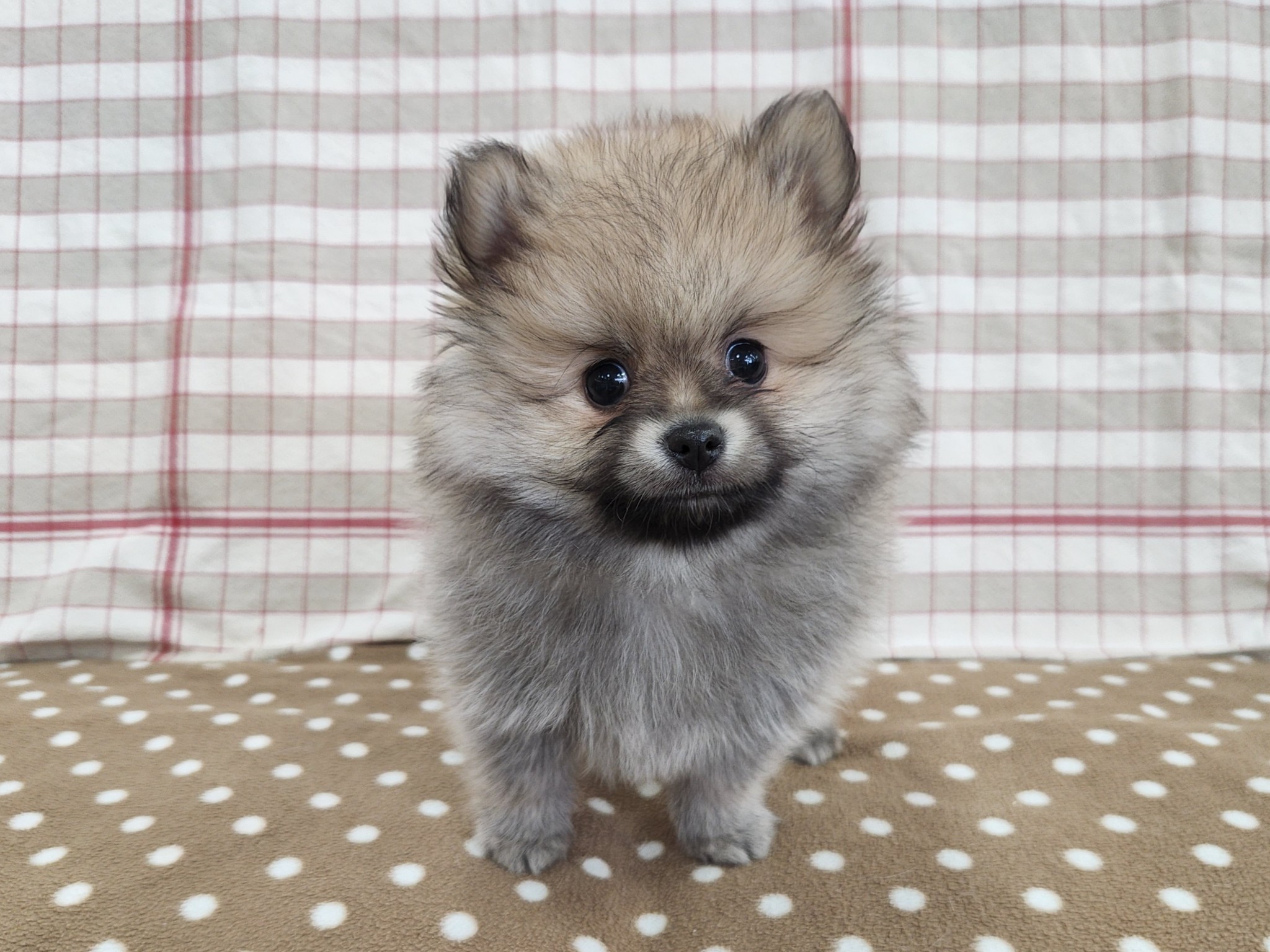 奈良県のポメラニアン (マルエスペット いかるが店/2025年8月31日生まれ/男の子/ウルフセーブル)の子犬の4枚目の画像