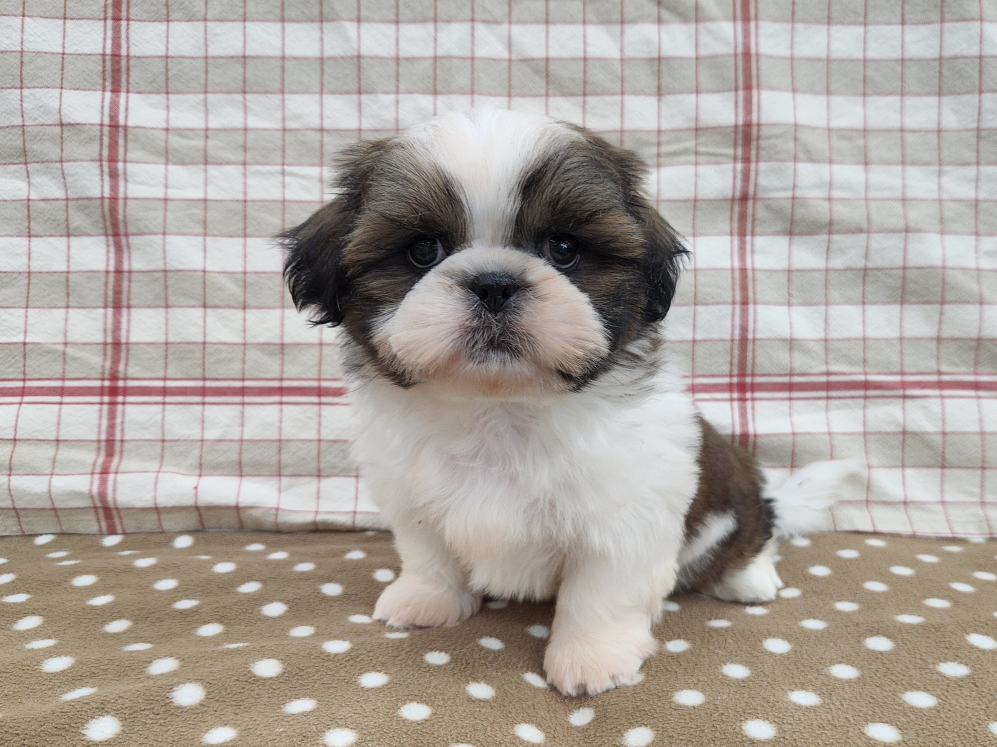 奈良県のシーズー (マルエスペット いかるが店/2025年9月4日生まれ/男の子/ゴールドホワイト)の子犬の1枚目の画像