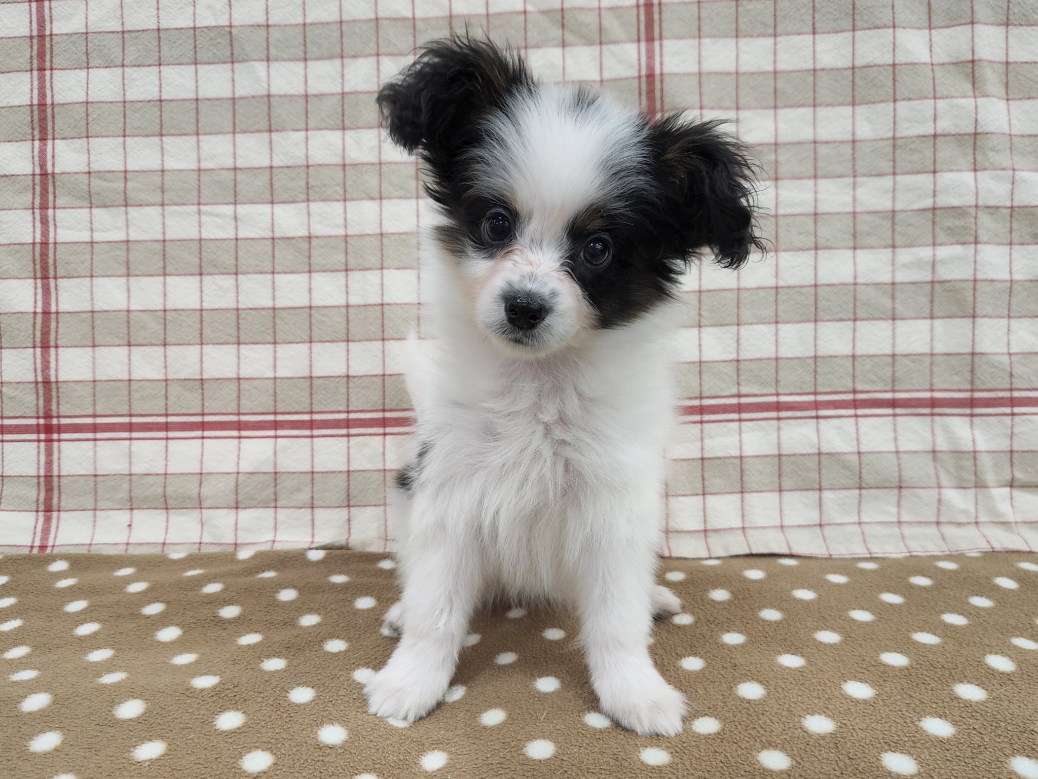 奈良県のパピヨン (マルエスペット いかるが店/2025年9月5日生まれ/女の子/トライカラー)の子犬の1枚目の画像