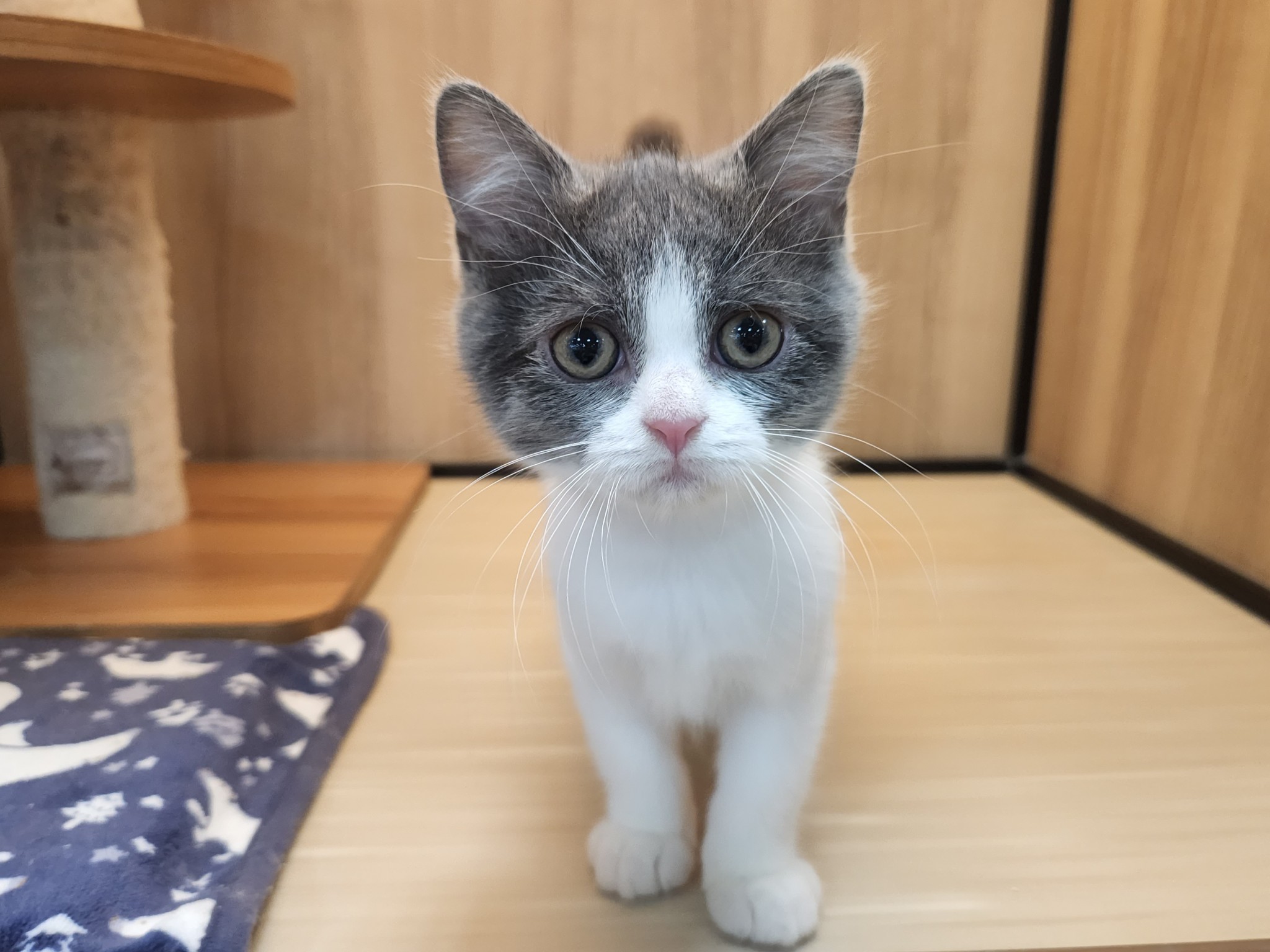 奈良県のブリティッシュショートヘアー (マルエスペット いかるが店/2025年8月29日生まれ/男の子/ブルーホワイト)の子猫の1枚目の画像