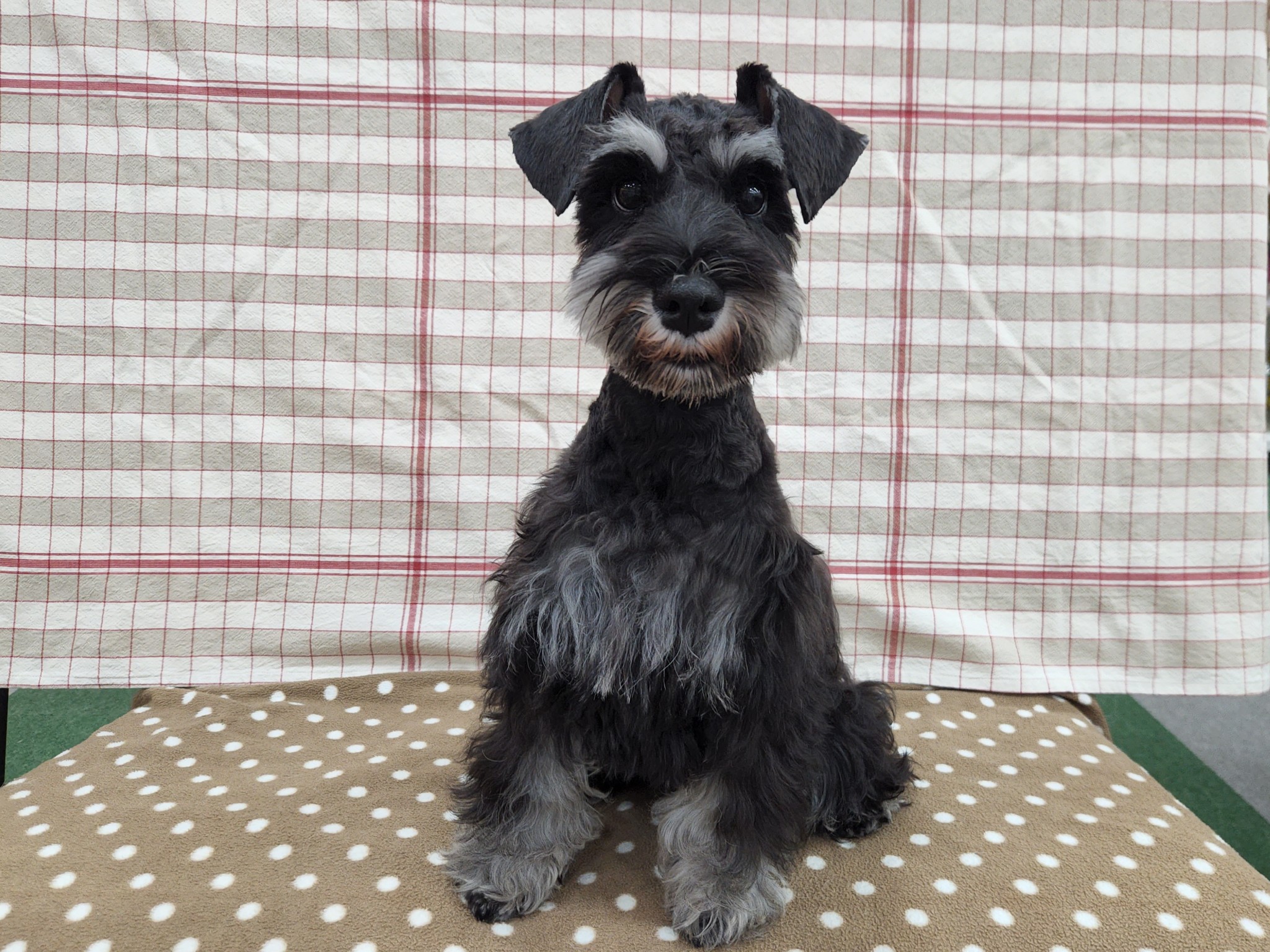 奈良県のミニチュアシュナウザー (マルエスペット いかるが店/2025年5月30日生まれ/男の子/ブラックシルバー)の子犬の4枚目の画像