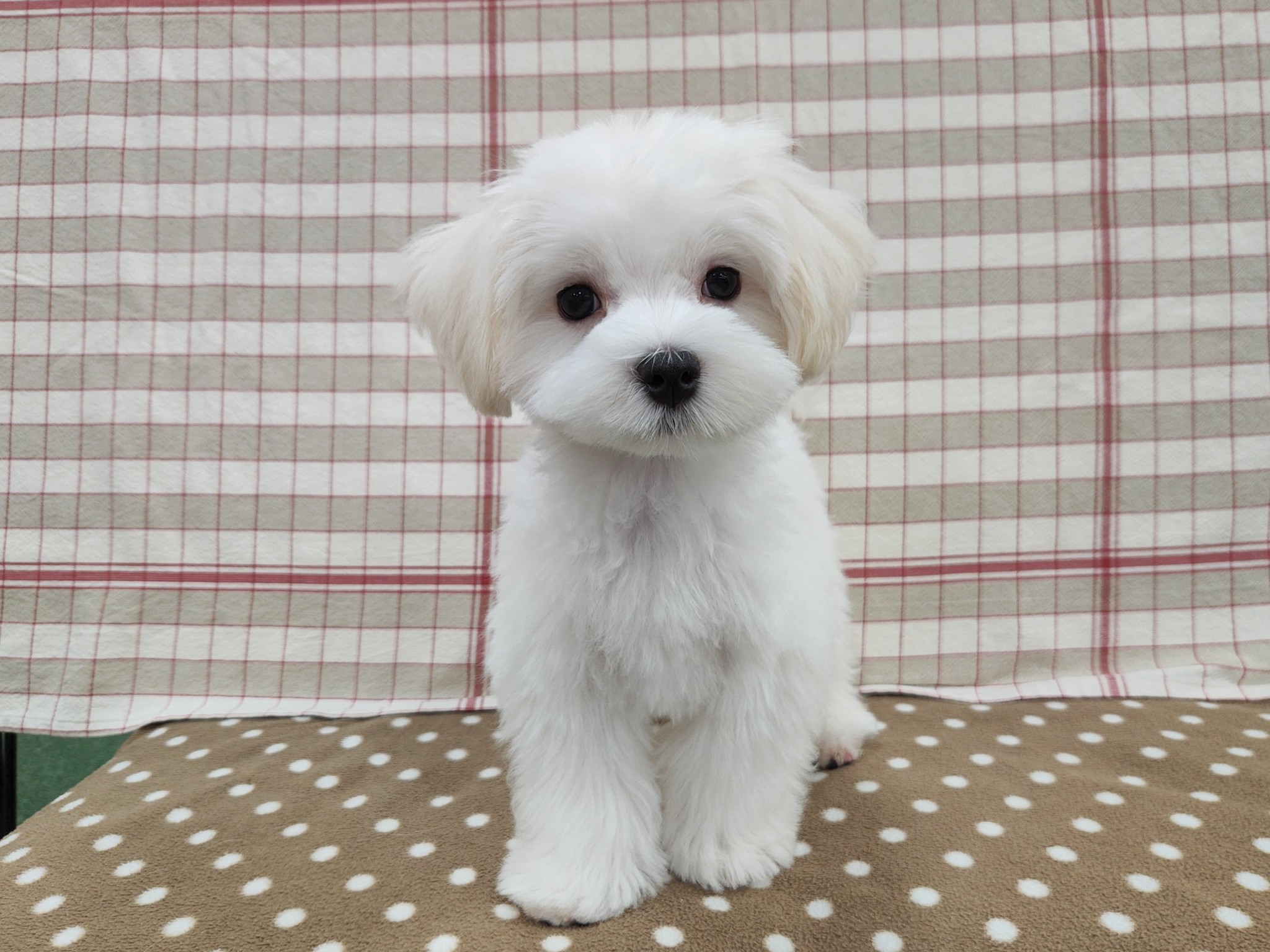 奈良県のマルチーズ (マルエスペット いかるが店/2025年7月17日生まれ/男の子/ホワイト)の子犬の4枚目の画像