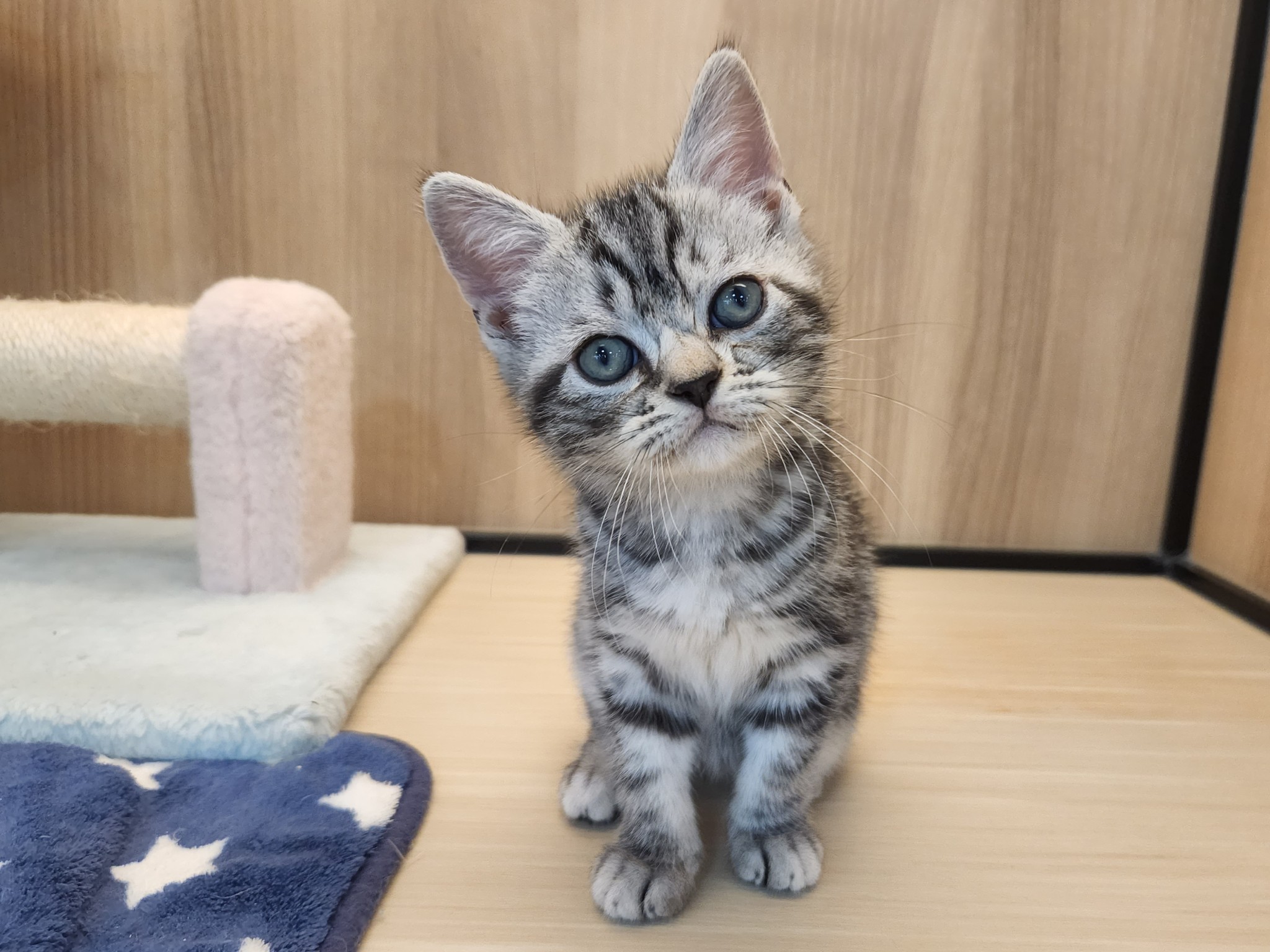 奈良県のアメリカンショートヘアー (マルエスペット いかるが店/2025年9月11日生まれ/女の子/シルバータビー)の子猫の1枚目の画像
