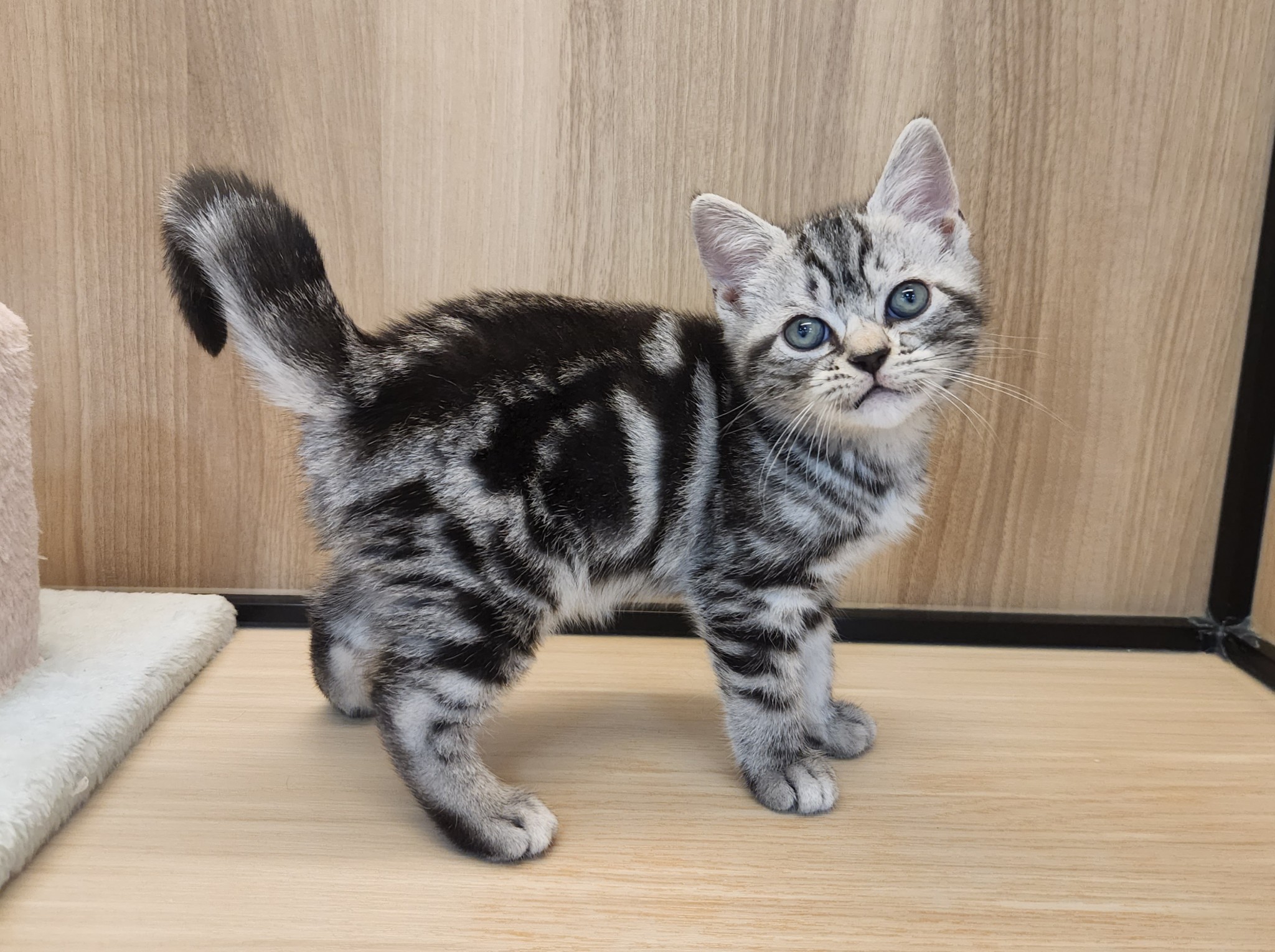 奈良県のアメリカンショートヘアー (マルエスペット いかるが店/2025年9月11日生まれ/女の子/シルバータビー)の子猫の2枚目の画像