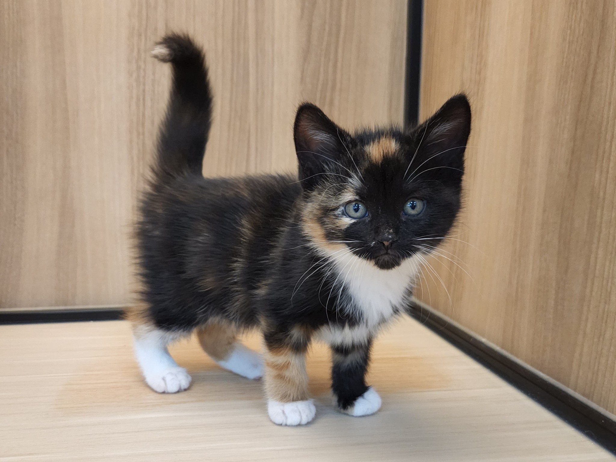 奈良県のスコティッシュフォールド (マルエスペット いかるが店/2025年9月17日生まれ/女の子/トーティシェル/ホワイト)の子猫の4枚目の画像