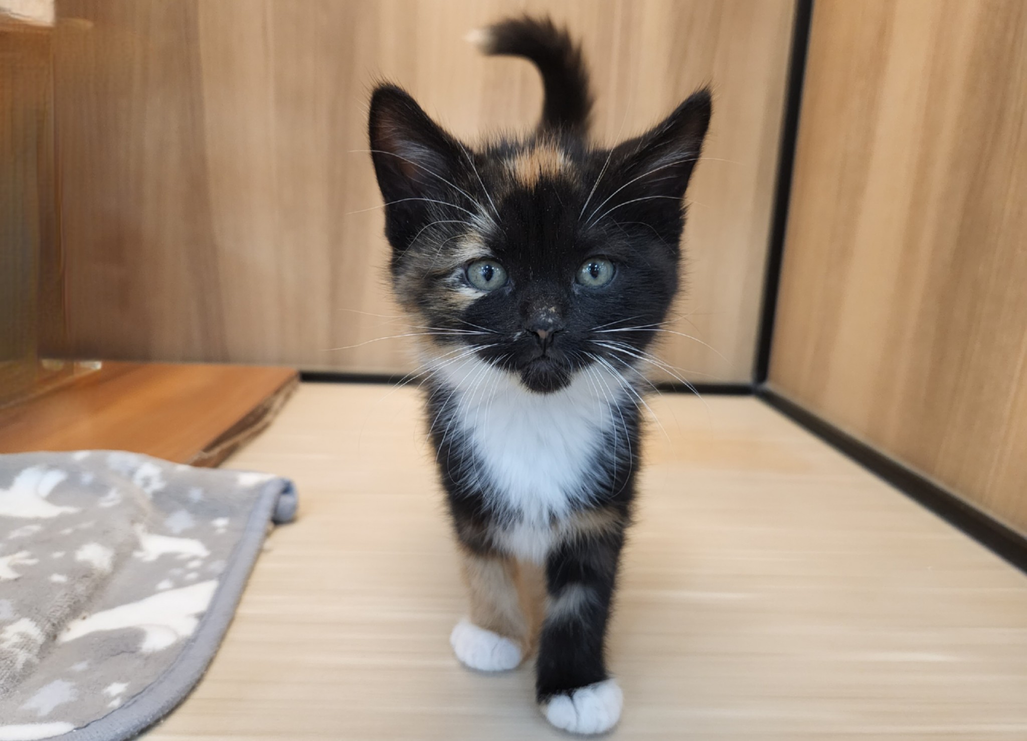 奈良県のスコティッシュフォールド (マルエスペット いかるが店/2025年9月17日生まれ/女の子/トーティシェル/ホワイト)の子猫の1枚目の画像