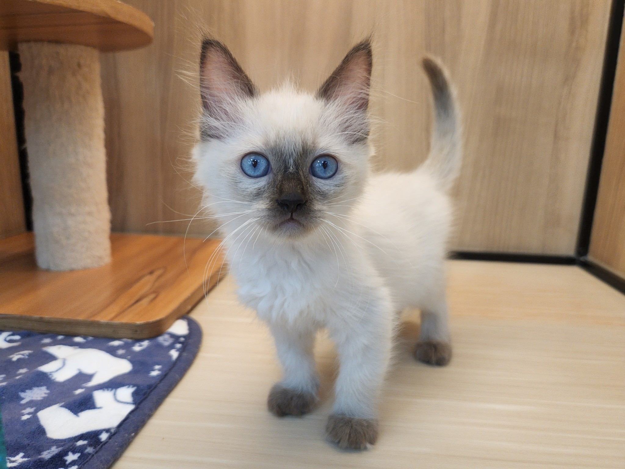 奈良県のラグドール (マルエスペット いかるが店/2025年9月10日生まれ/女の子/シールポイント)の子猫の1枚目の画像