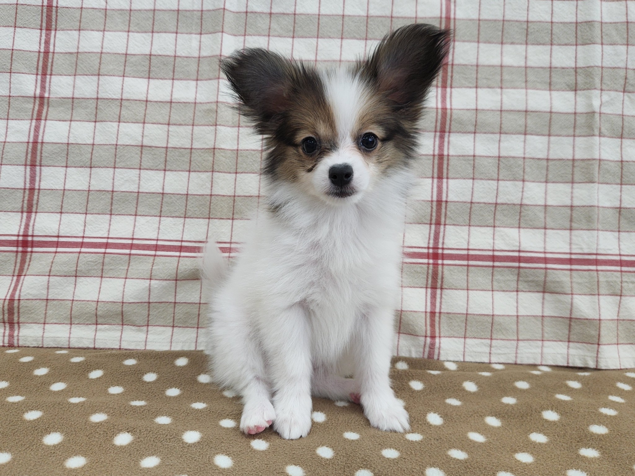 奈良県のパピヨン (マルエスペット いかるが店/2025年8月29日生まれ/女の子/ホワイトブラウン)の子犬の4枚目の画像