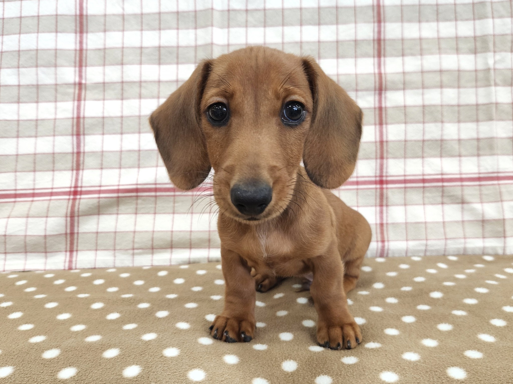 奈良県のミニチュアダックスフンド(スムース) (マルエスペット いかるが店/2025年9月5日生まれ/男の子/レッド)の子犬の4枚目の画像