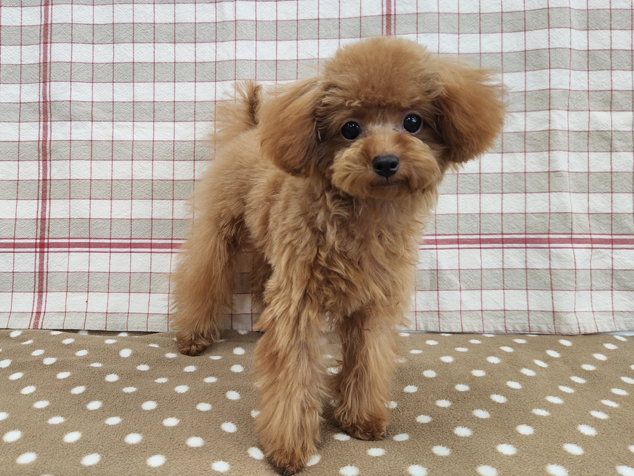 奈良県のトイプードル(トイ) (マルエスペット いかるが店/2025年6月17日生まれ/女の子/レッド)の子犬の4枚目の画像